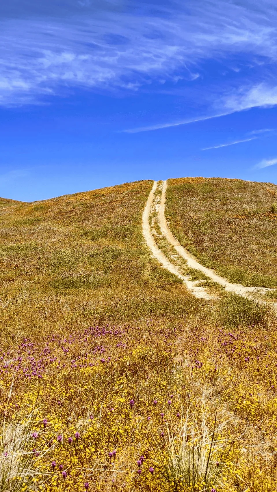 Ford Bronco Sport CA Wildflower Season Trip 1682360627165