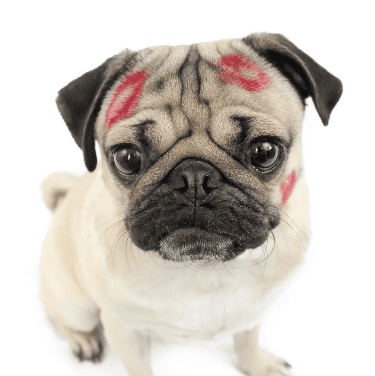 Ford Bronco Sport RC 1.5in lift. Dealership & mechanic both said its not worth the risk. are they wrong or right? 1683812634621