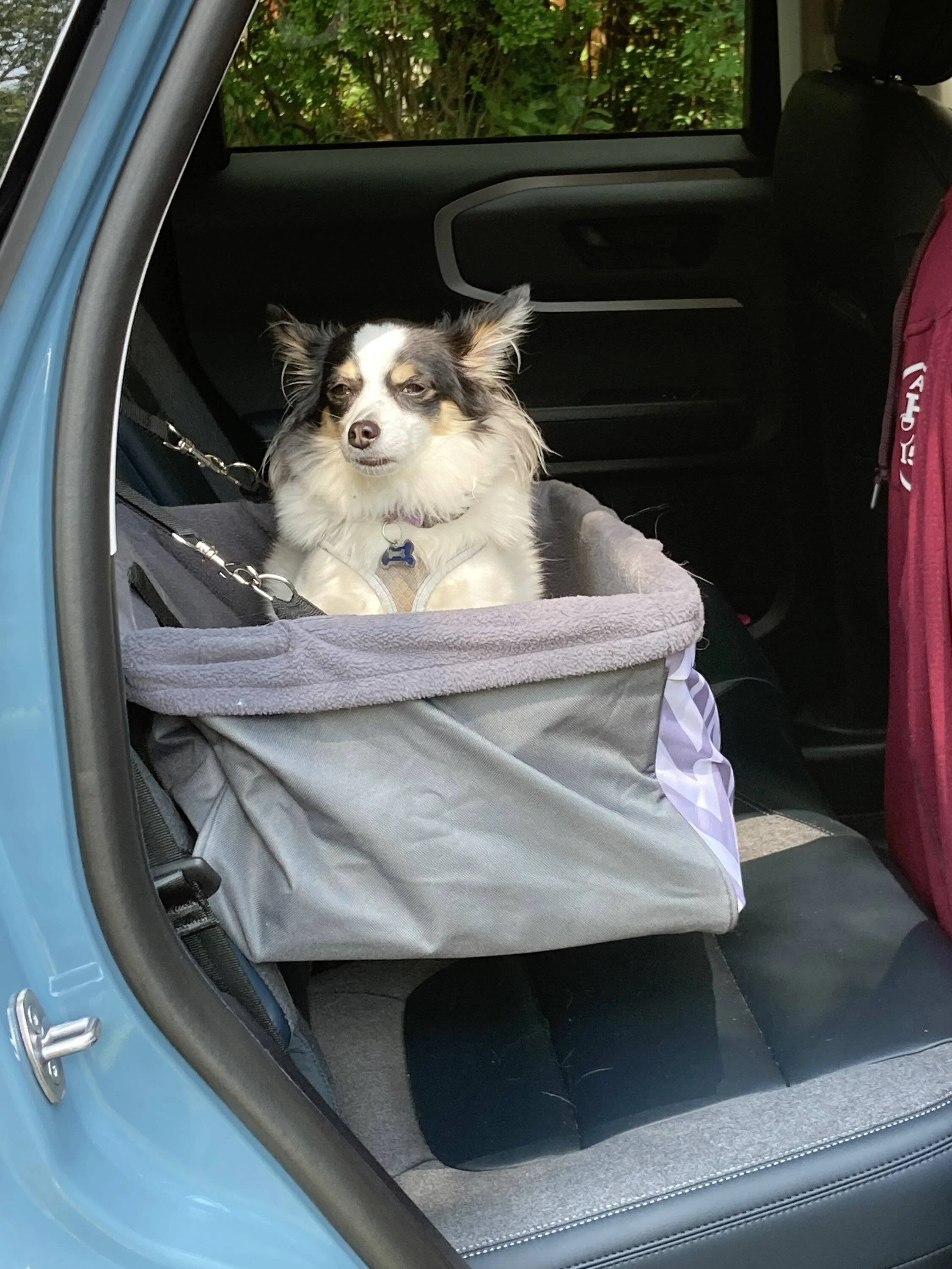 Ford Bronco Sport Show me your dogs!! 70786070044__EB6A29B6-E2F8-4EE4-A806-B9402F549438