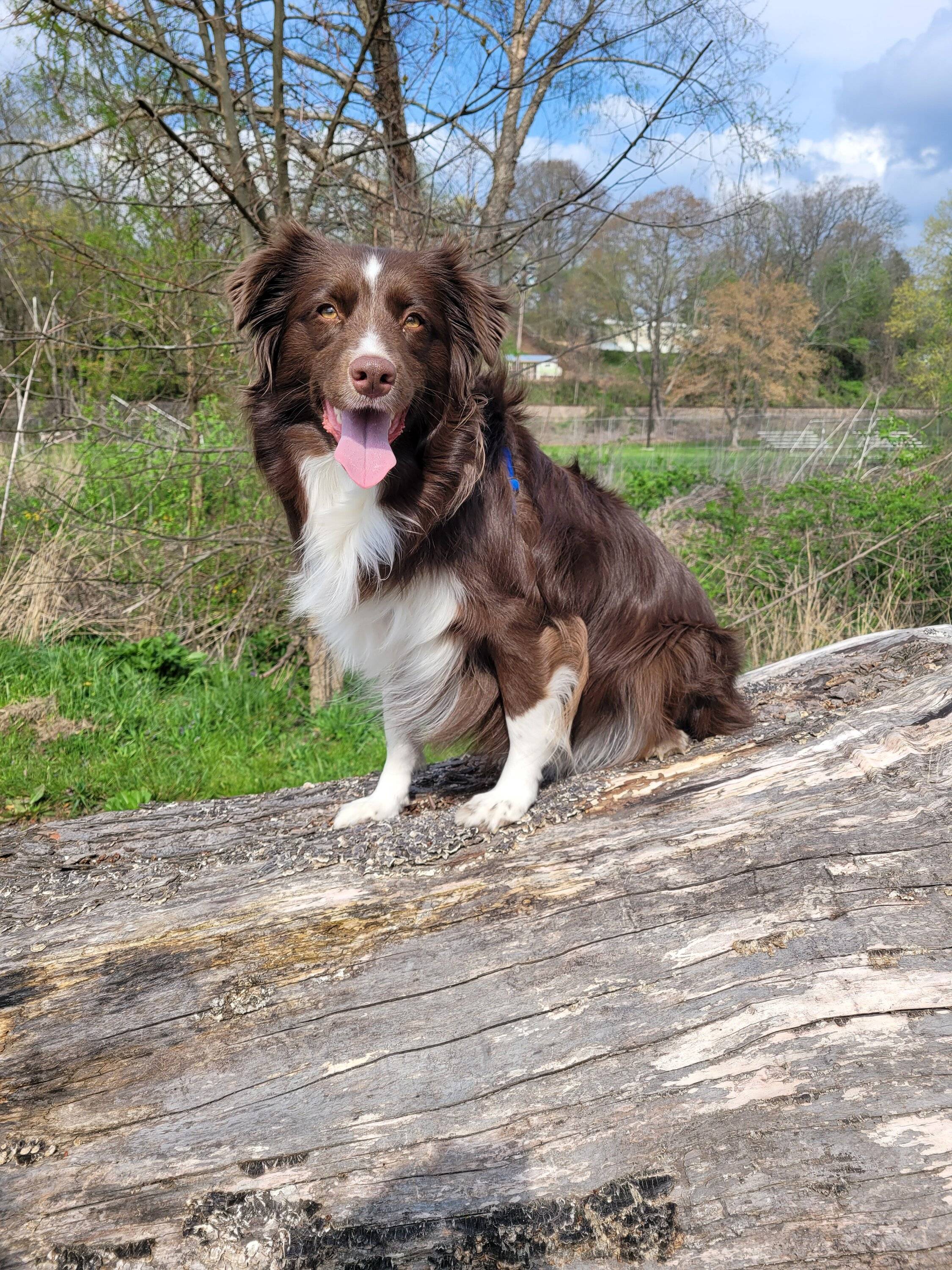 Ford Bronco Sport Show me your dogs!! 20230405_162438