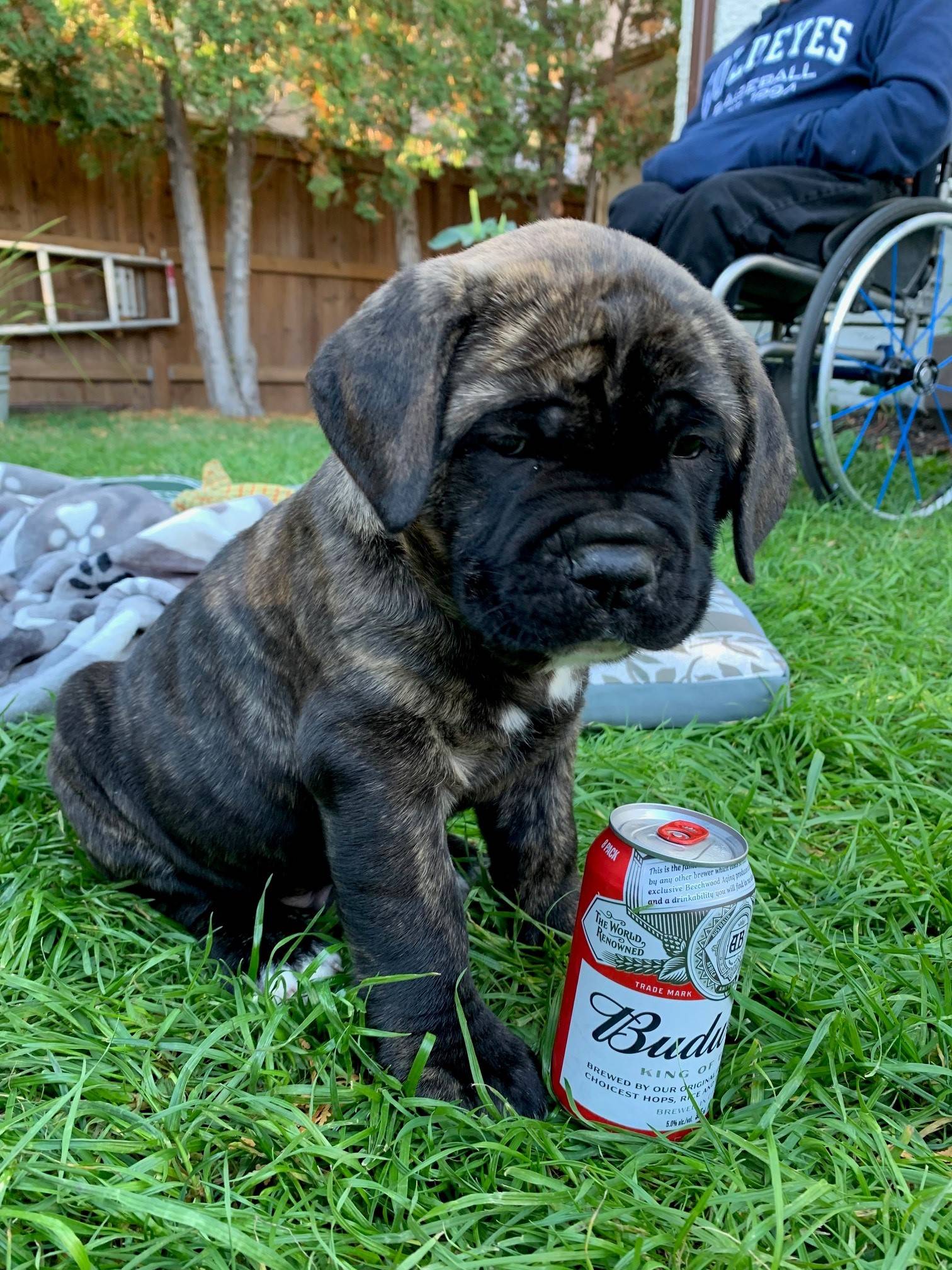 Ford Bronco Sport Show me your dogs!! puppy