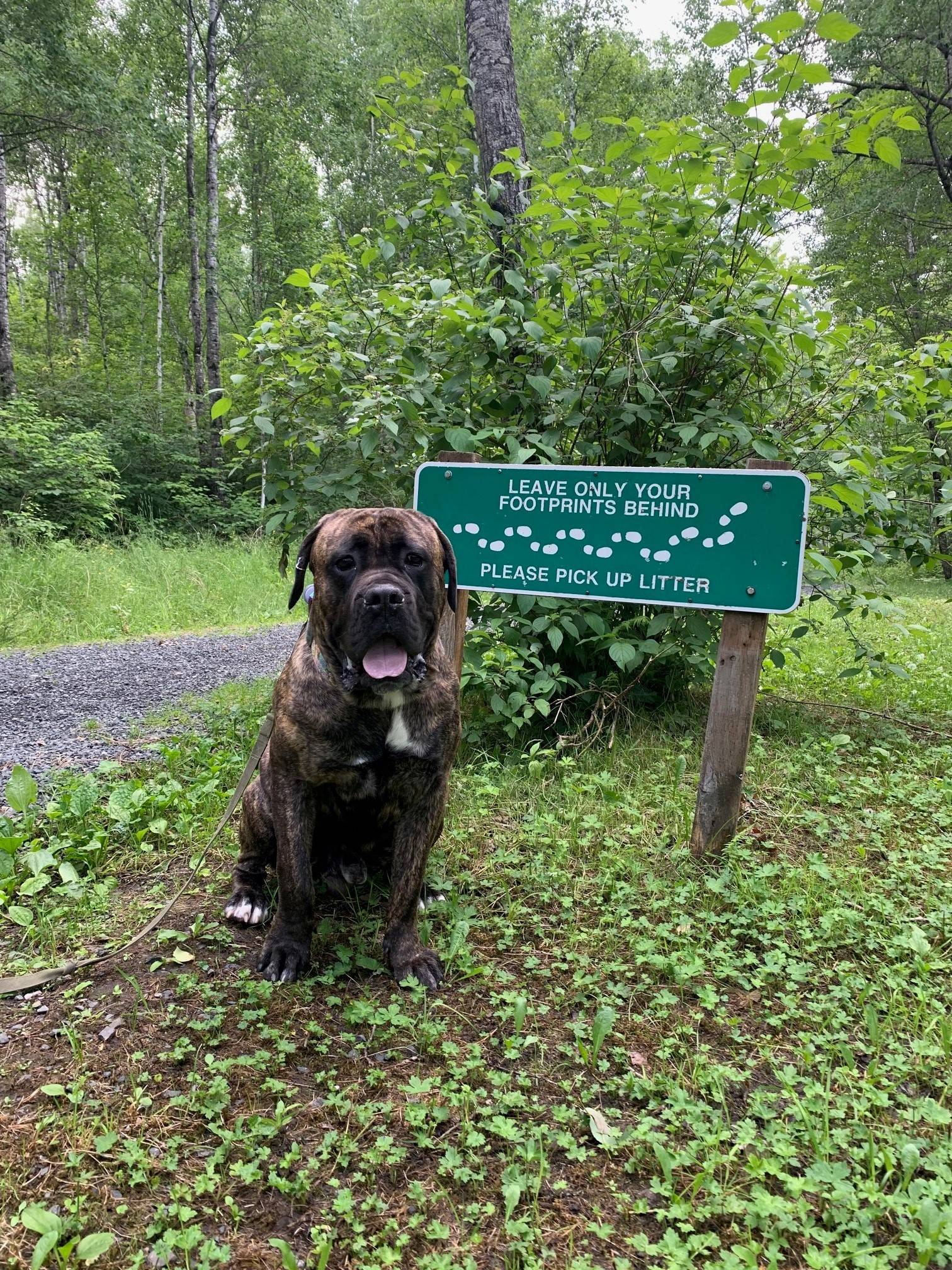 Ford Bronco Sport Show me your dogs!! damien
