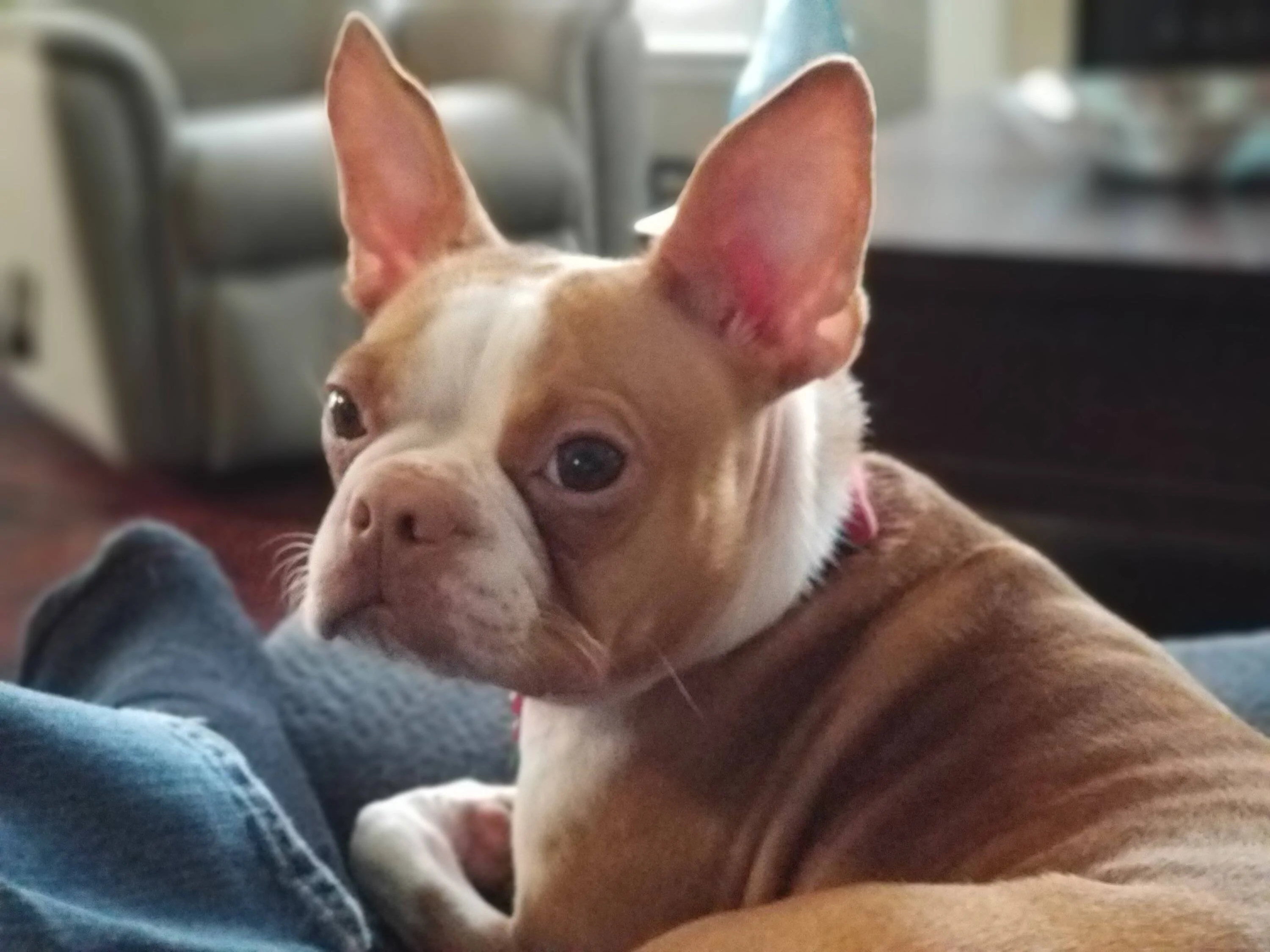 Ford Bronco Sport Show me your dogs!! 20200223_160652