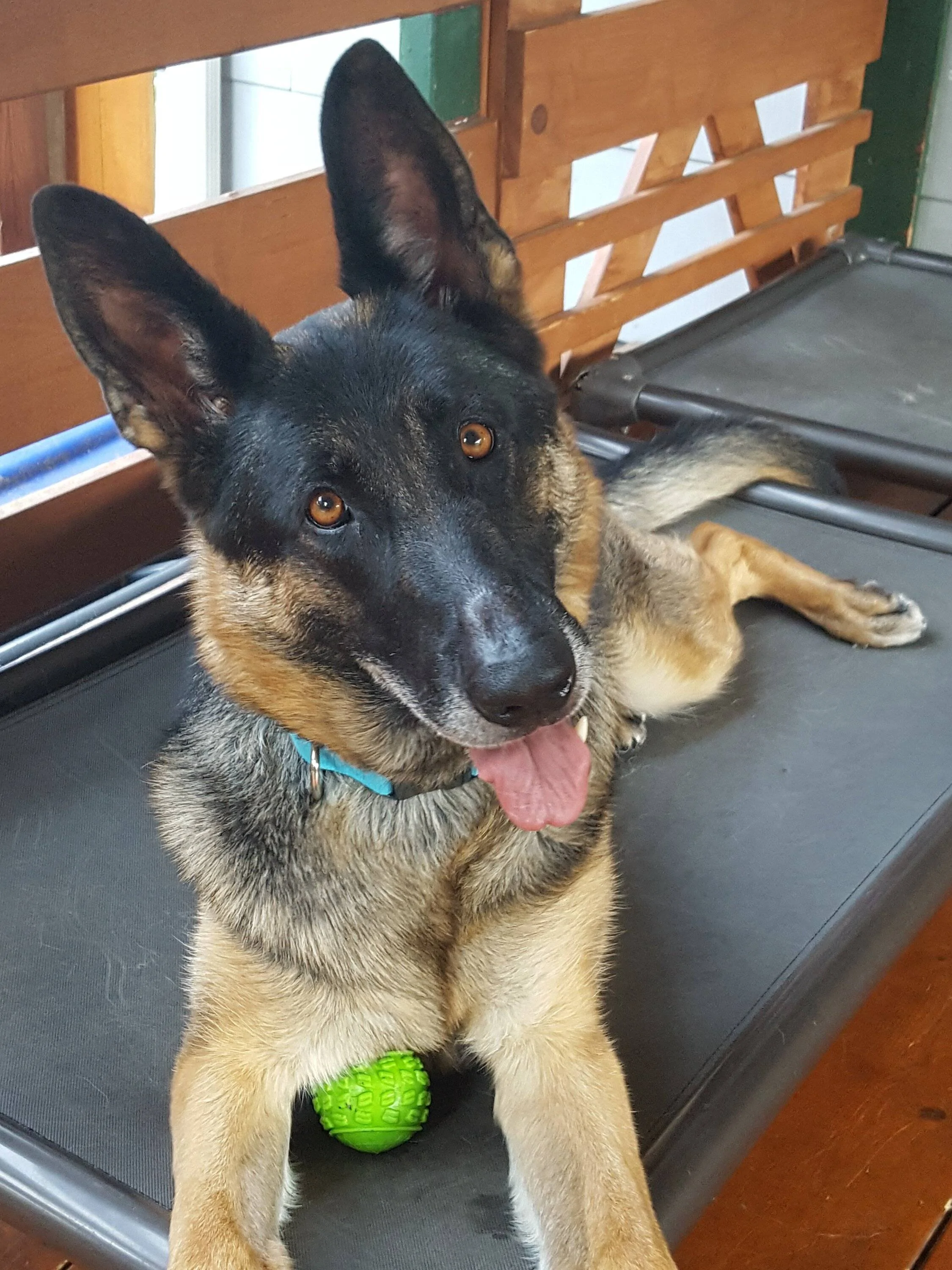 Ford Bronco Sport Show me your dogs!! 20220625_200914