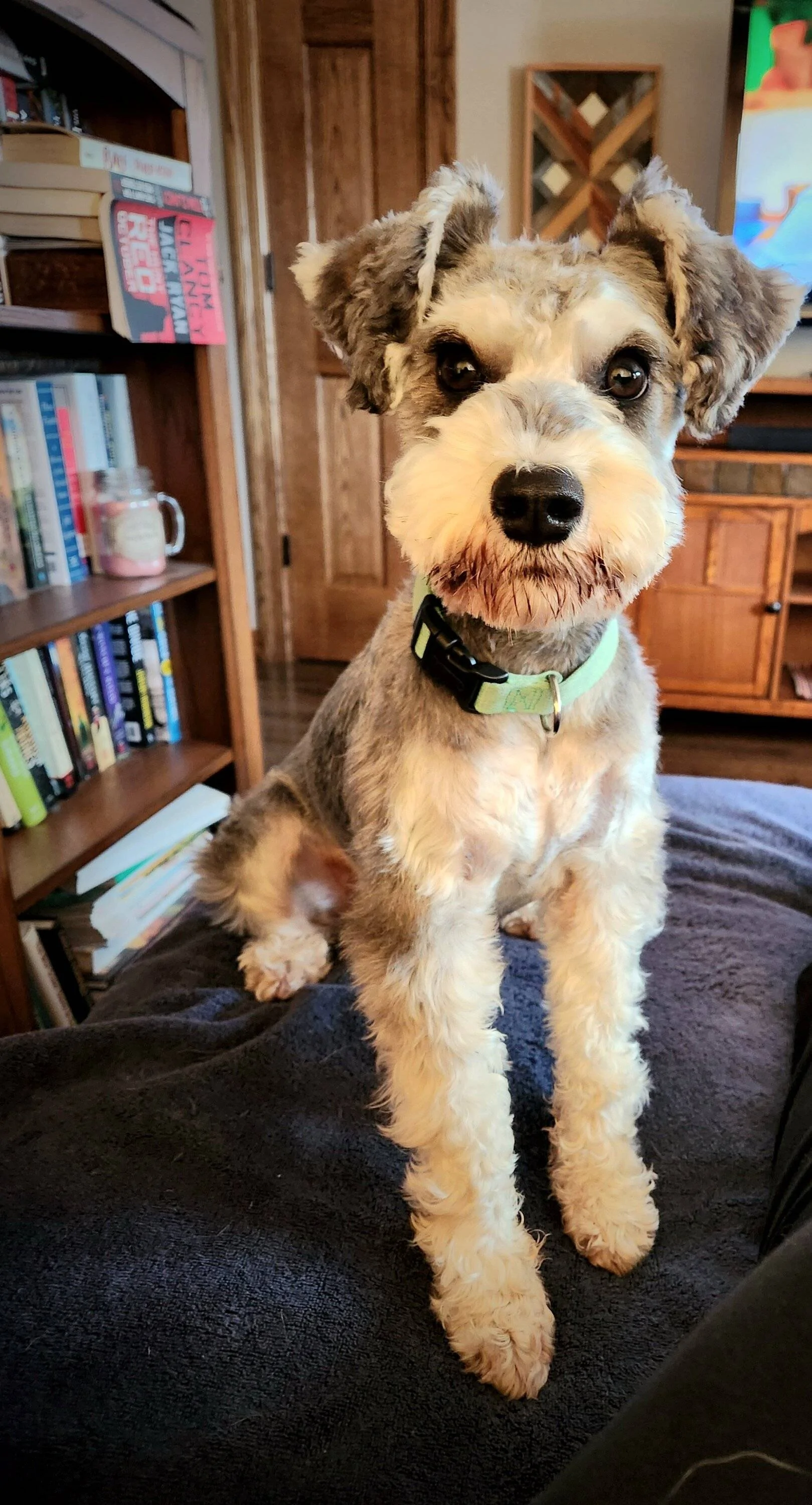 Ford Bronco Sport Show me your dogs!! 20230324_161306