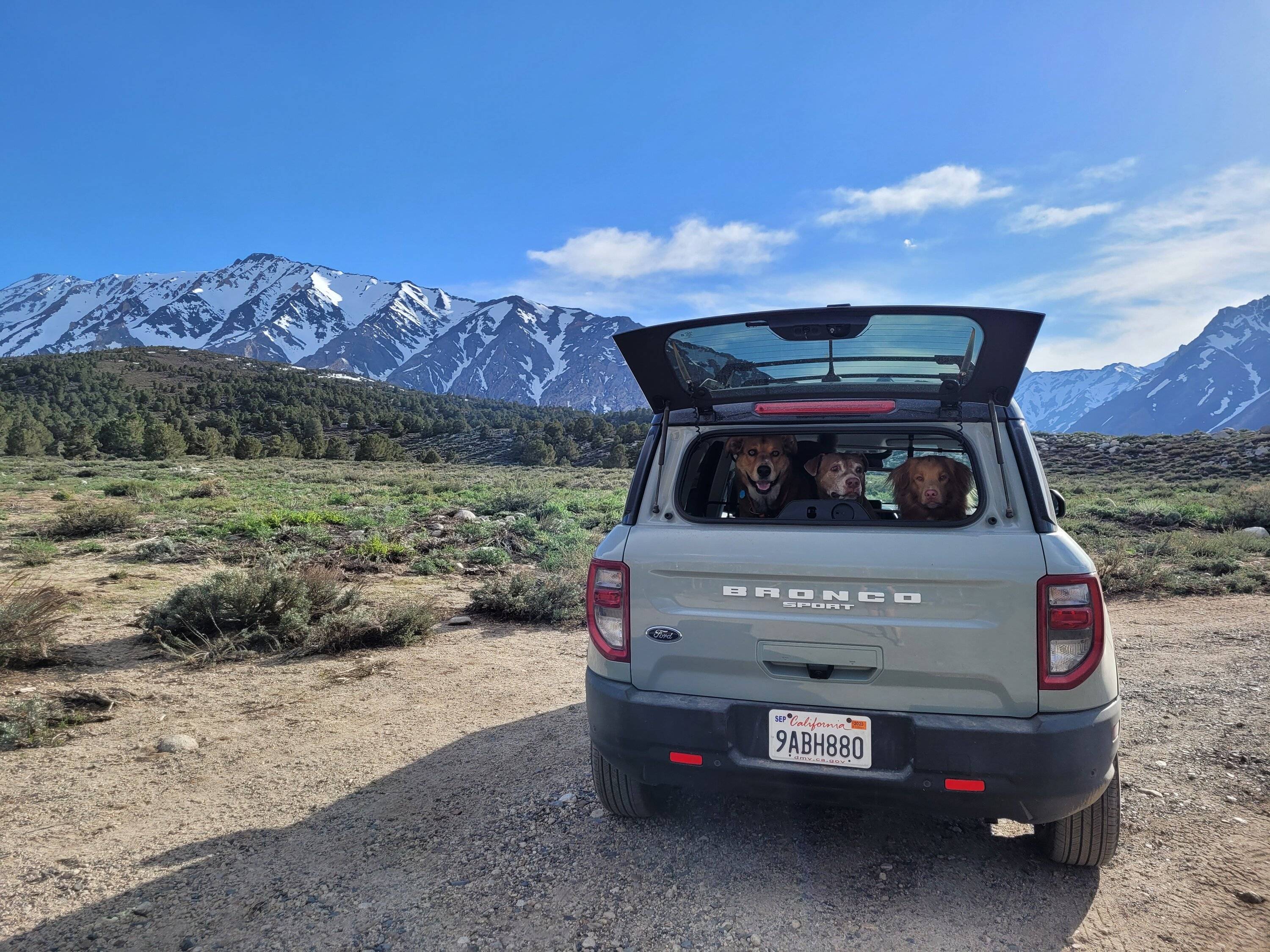 Ford Bronco Sport Show me your dogs!! 20230523_174832