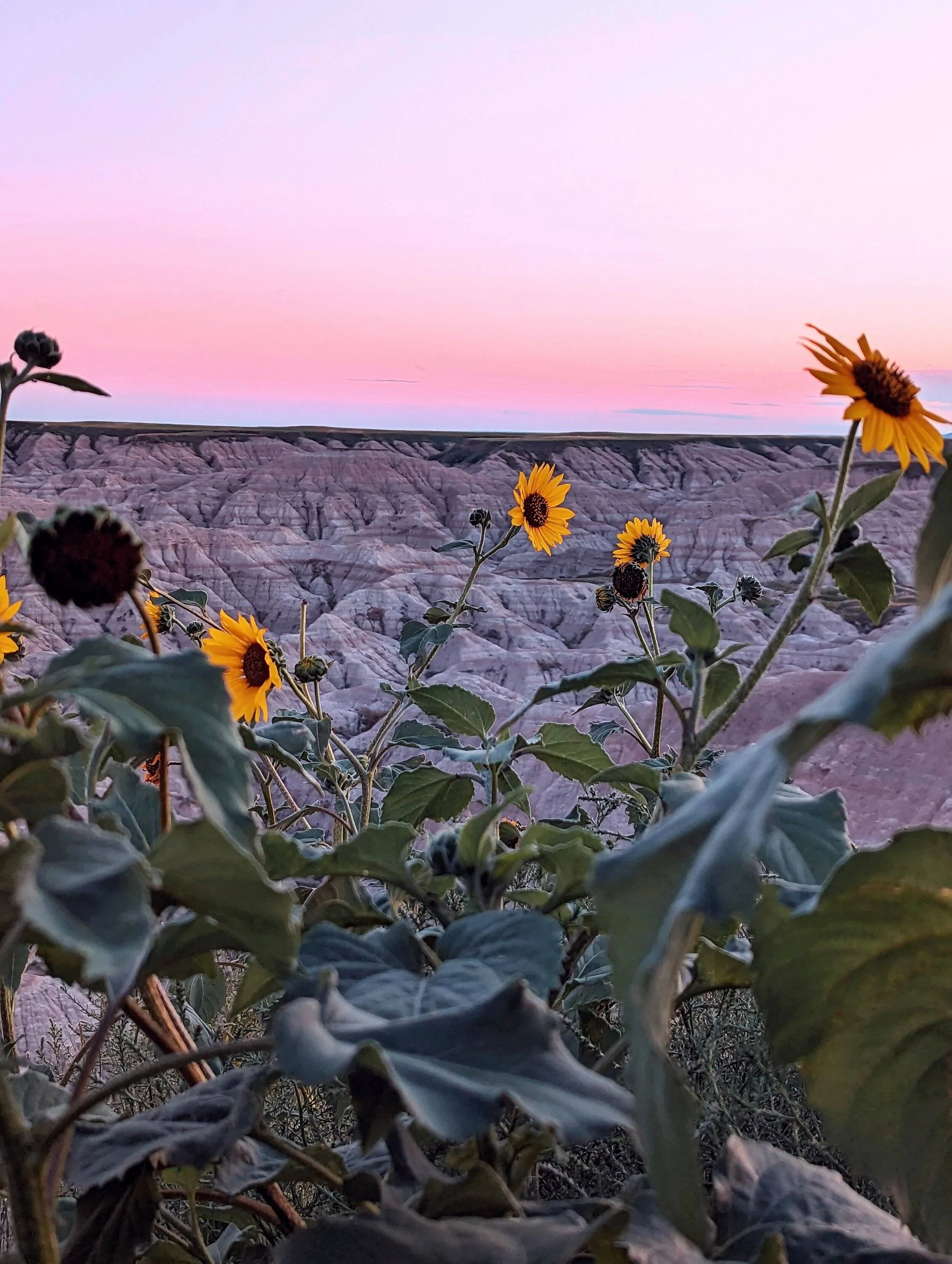 Ford Bronco Sport Made it. From Great Lakes to Badlands national park with the Bronco Sport Badlands PXL_20230710_024343475~4