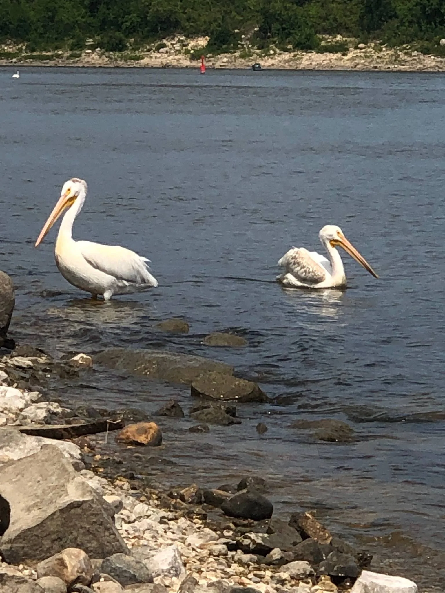 Ford Bronco Sport What did you do TO your Bronco Sport today? 4FAF16DC-ED54-41AF-8D83-ABFF08C17B1D