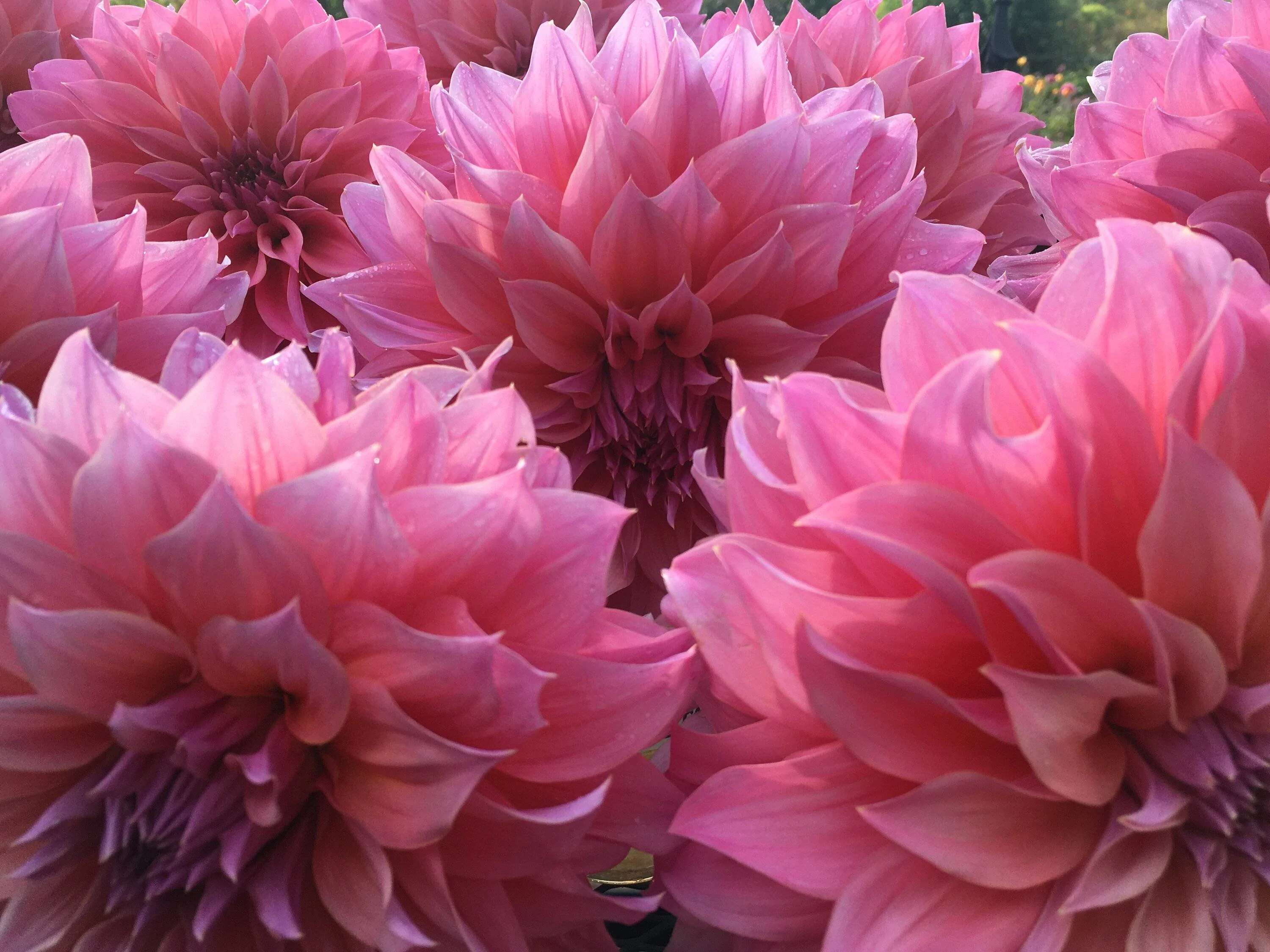 Ford Bronco Sport Not long for this world 4PigPen