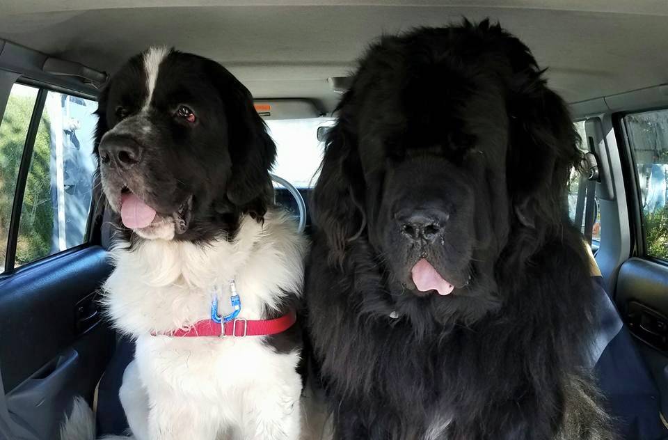 Ford Bronco Sport Ranger Tremor vs. Bronco Sport 14670742_1312501182141072_4843951119497137790_n (1)