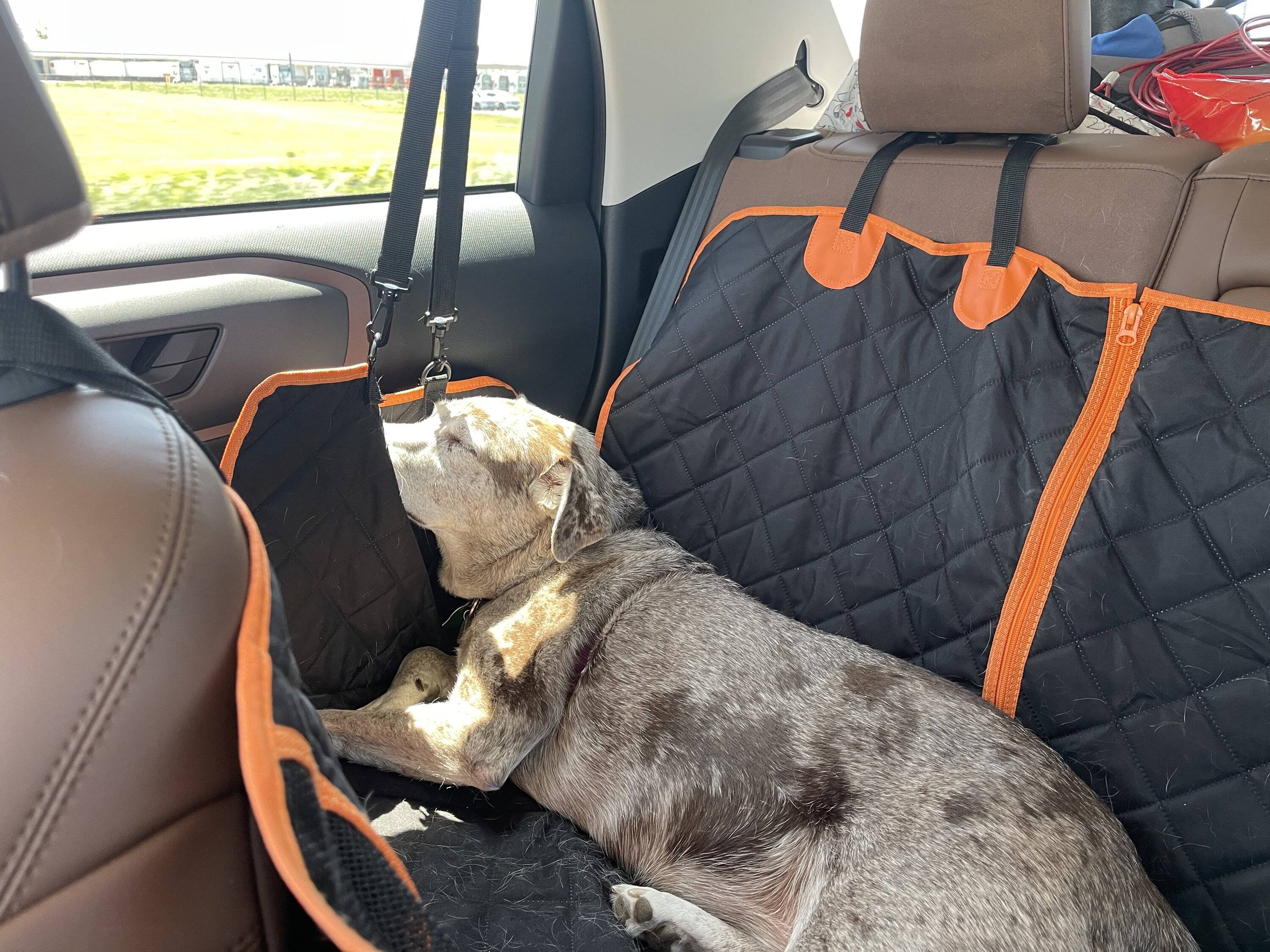 Ford Bronco Sport Show me your dogs!! IMG_4916