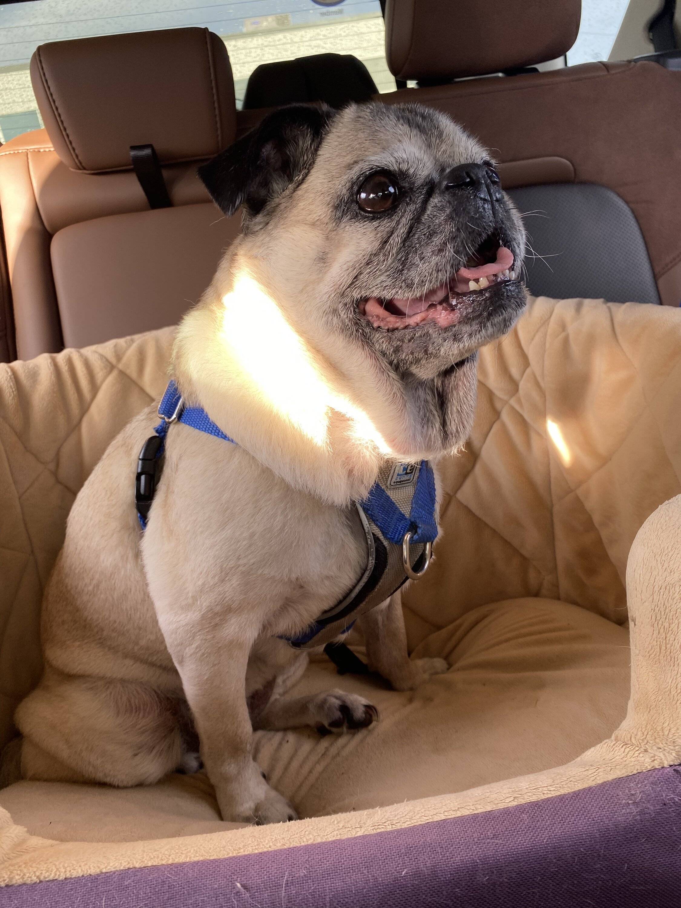 Ford Bronco Sport Show me your dogs!! AAD5E688-AAEE-4263-B146-752A954C20FC