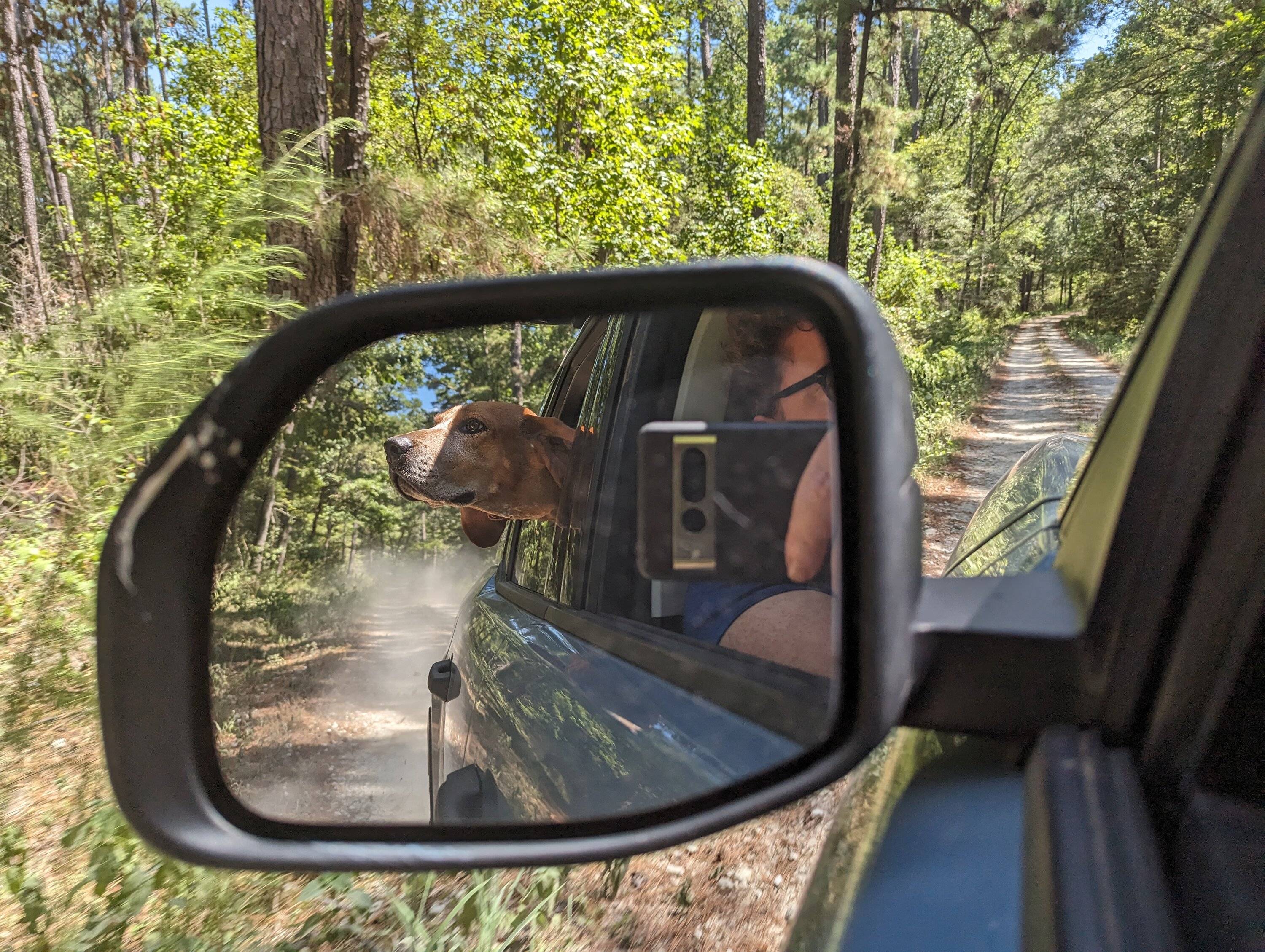 Ford Bronco Sport Show me your dogs!! PXL_20230810_165532294