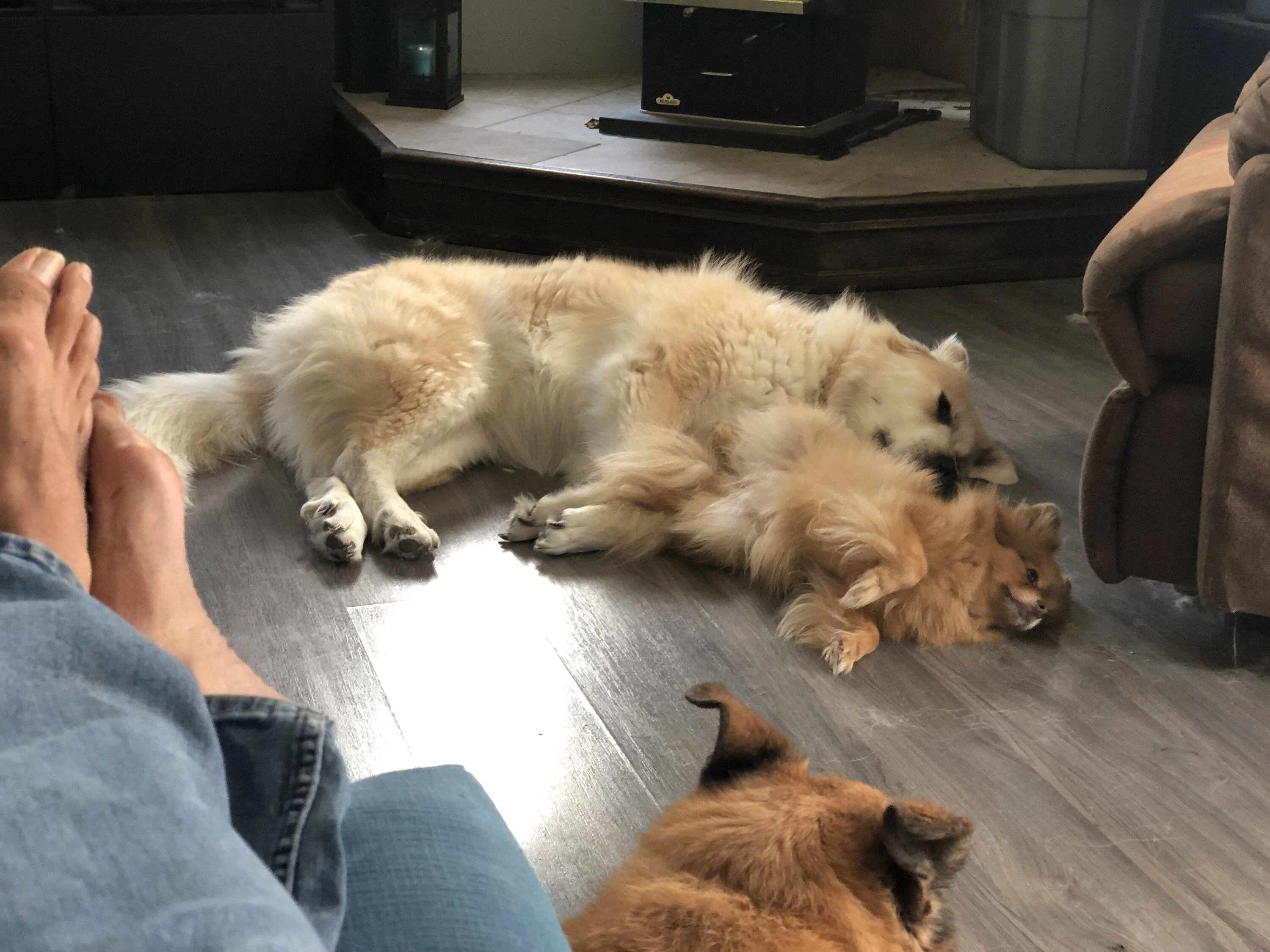 Ford Bronco Sport Show me your dogs!! IMG_5626