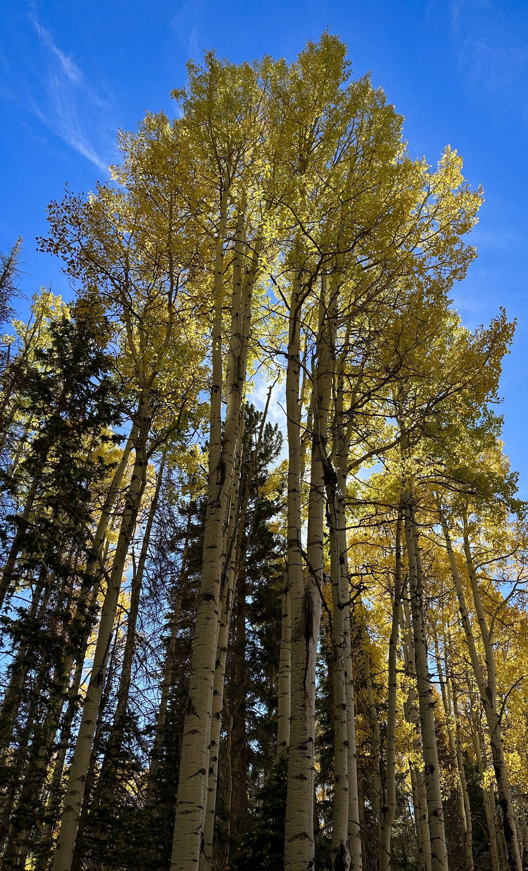 Ford Bronco Sport Echo Basin in the San Juans IMG_1622