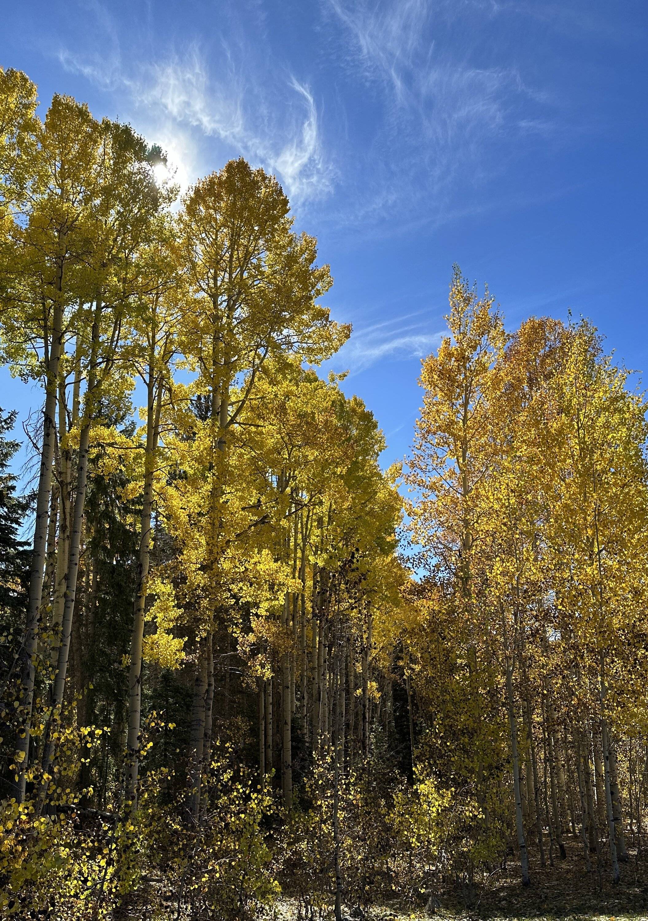 Ford Bronco Sport Echo Basin in the San Juans IMG_1612