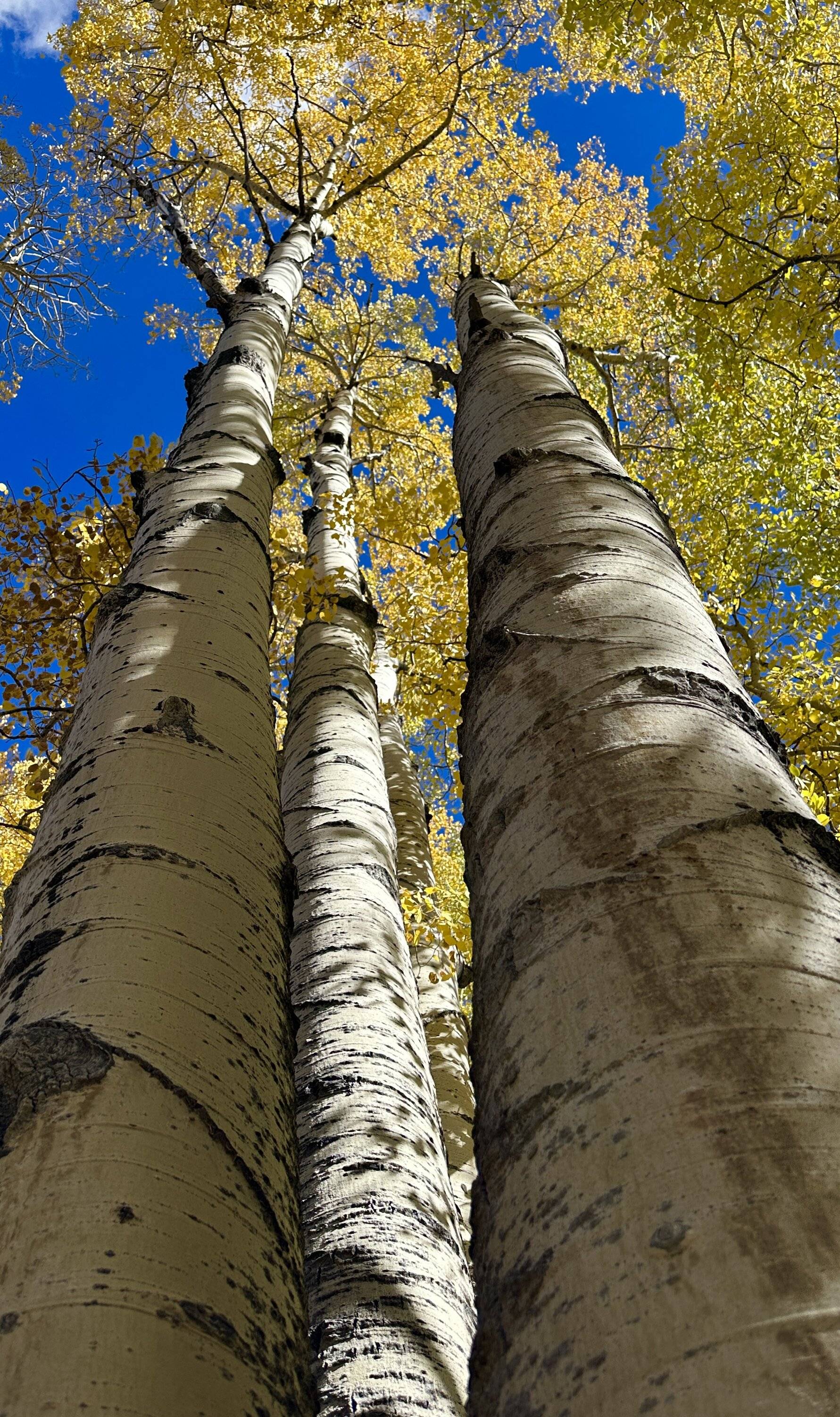 Ford Bronco Sport Echo Basin in the San Juans IMG_1602