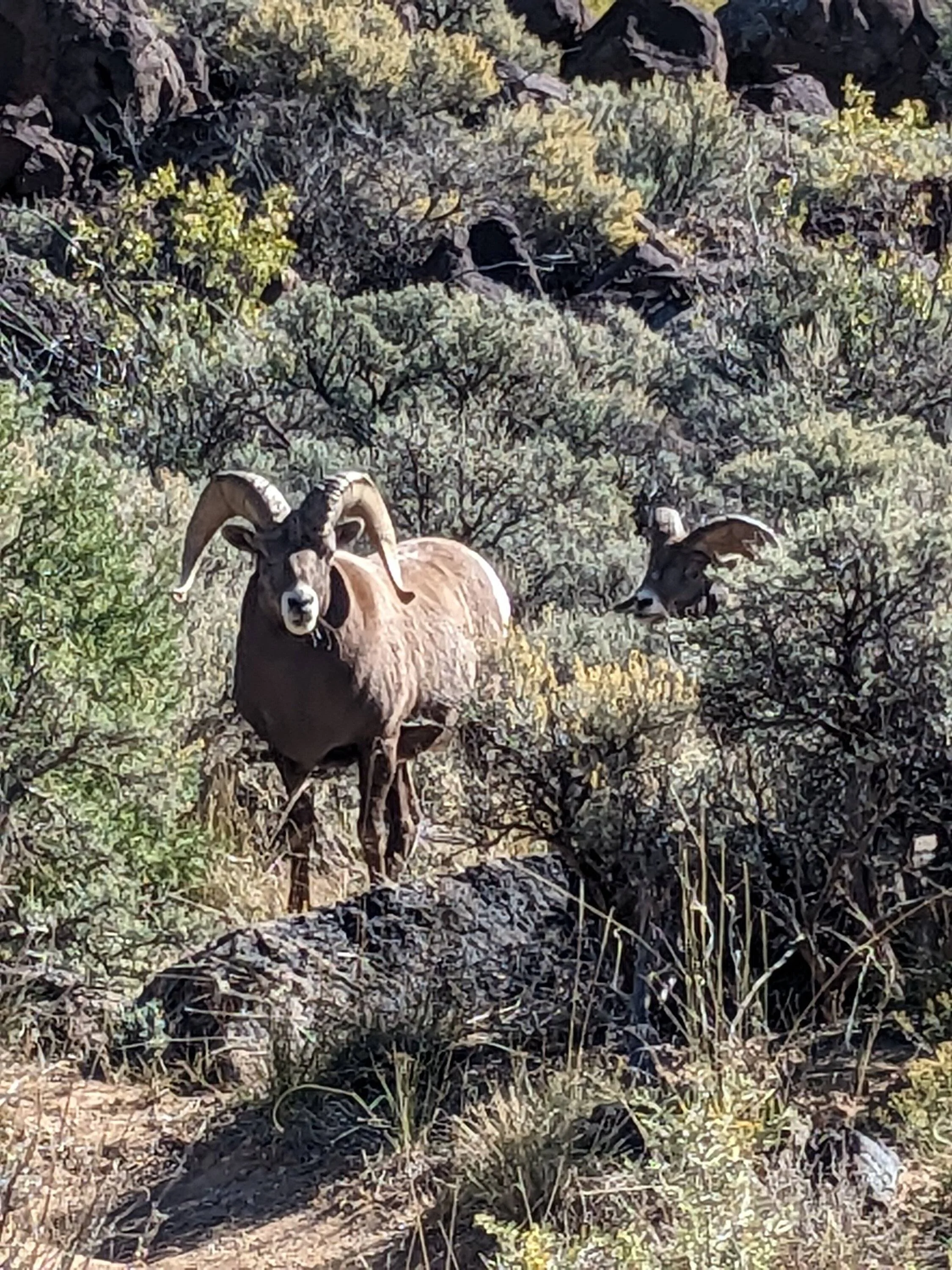 Ford Bronco Sport Off Roadeo trip, 3000 miles in 12 days PXL_20231018_165441754