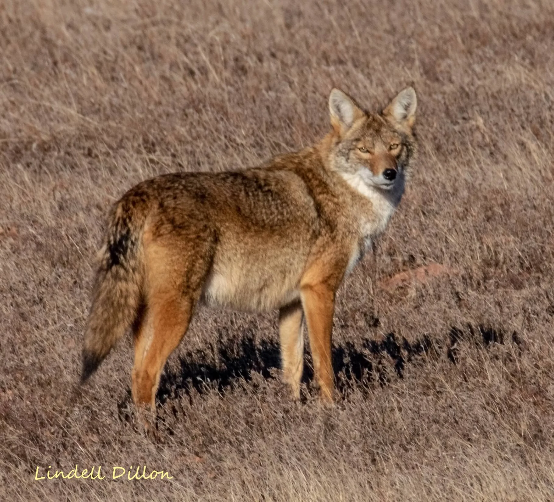 Ford Bronco Sport WHERE did you go with your Bronco Sport today? 50817044367_9664b90bf3_o