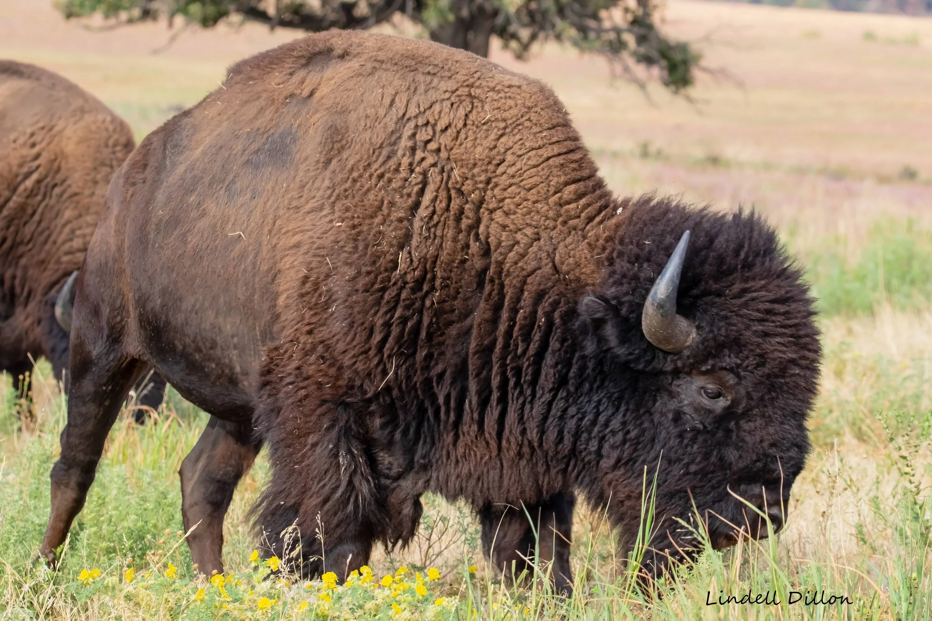 Ford Bronco Sport WHERE did you go with your Bronco Sport today? 52293921213_a17552e831_o
