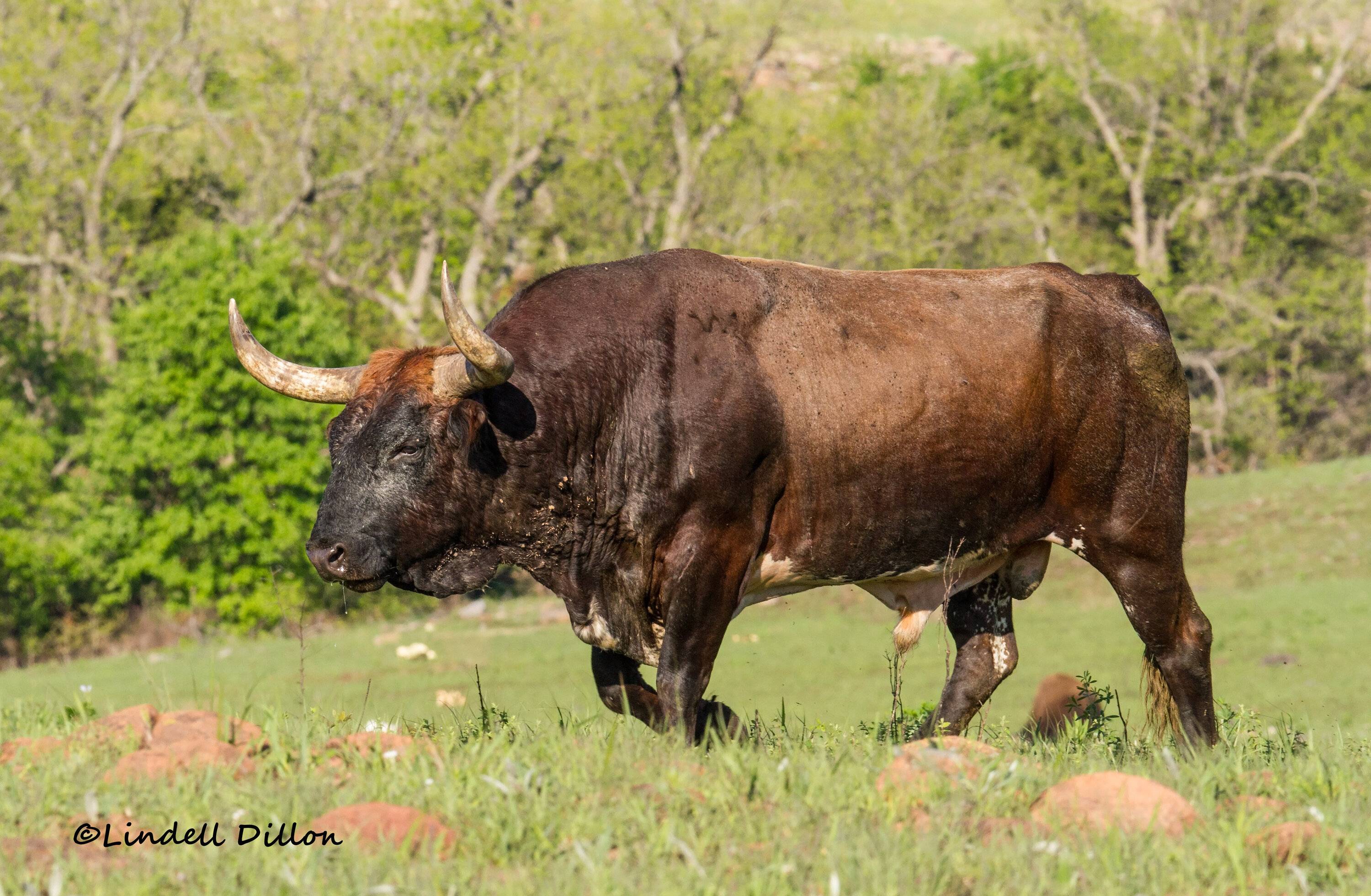 Ford Bronco Sport WHERE did you go with your Bronco Sport today? 26324422830_24ff9581d9_o