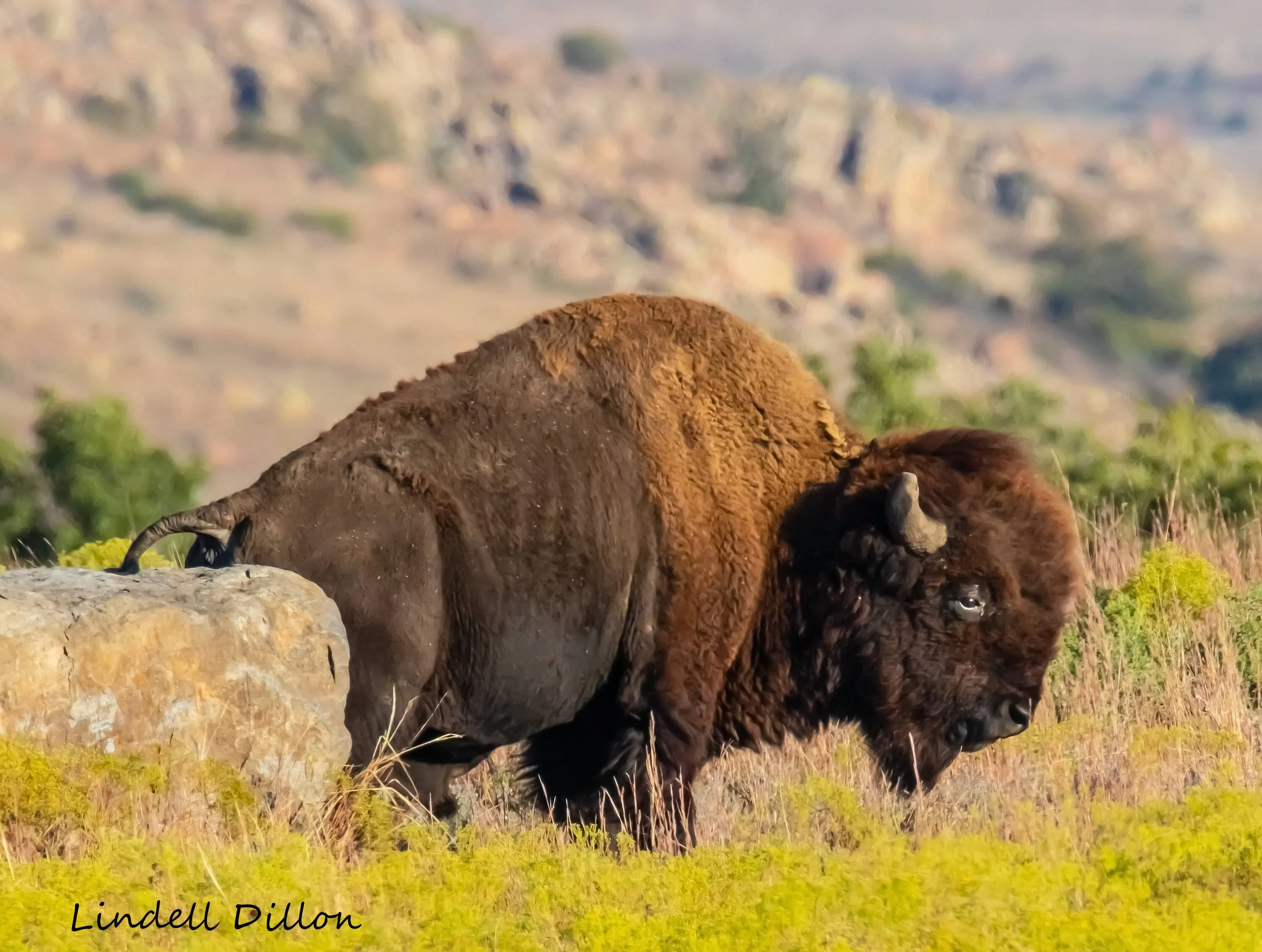 Ford Bronco Sport Post the best photos you've got of your Bronco Sport Wichitas 132