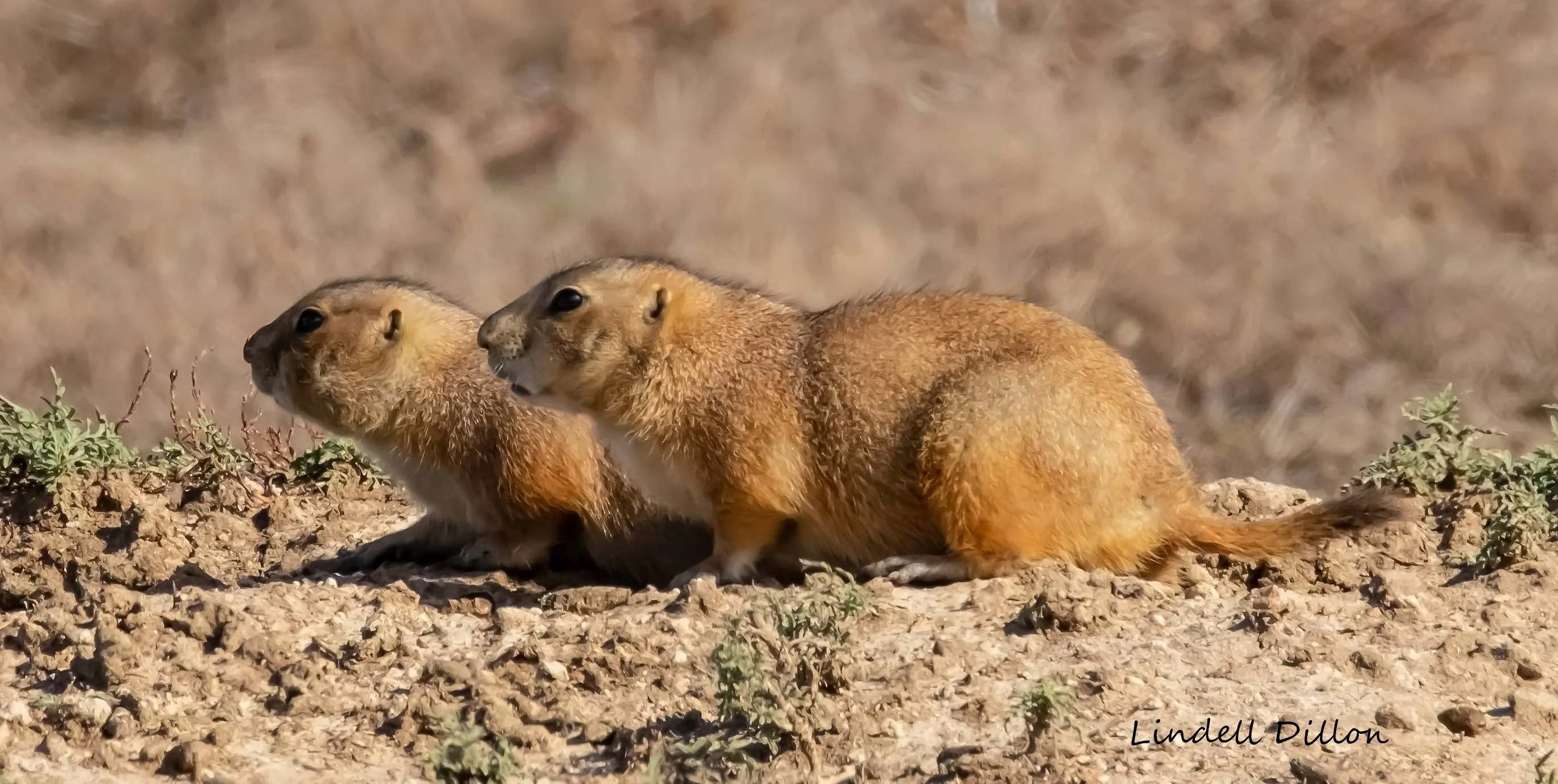 Ford Bronco Sport Post the best photos you've got of your Bronco Sport Wichitas 208