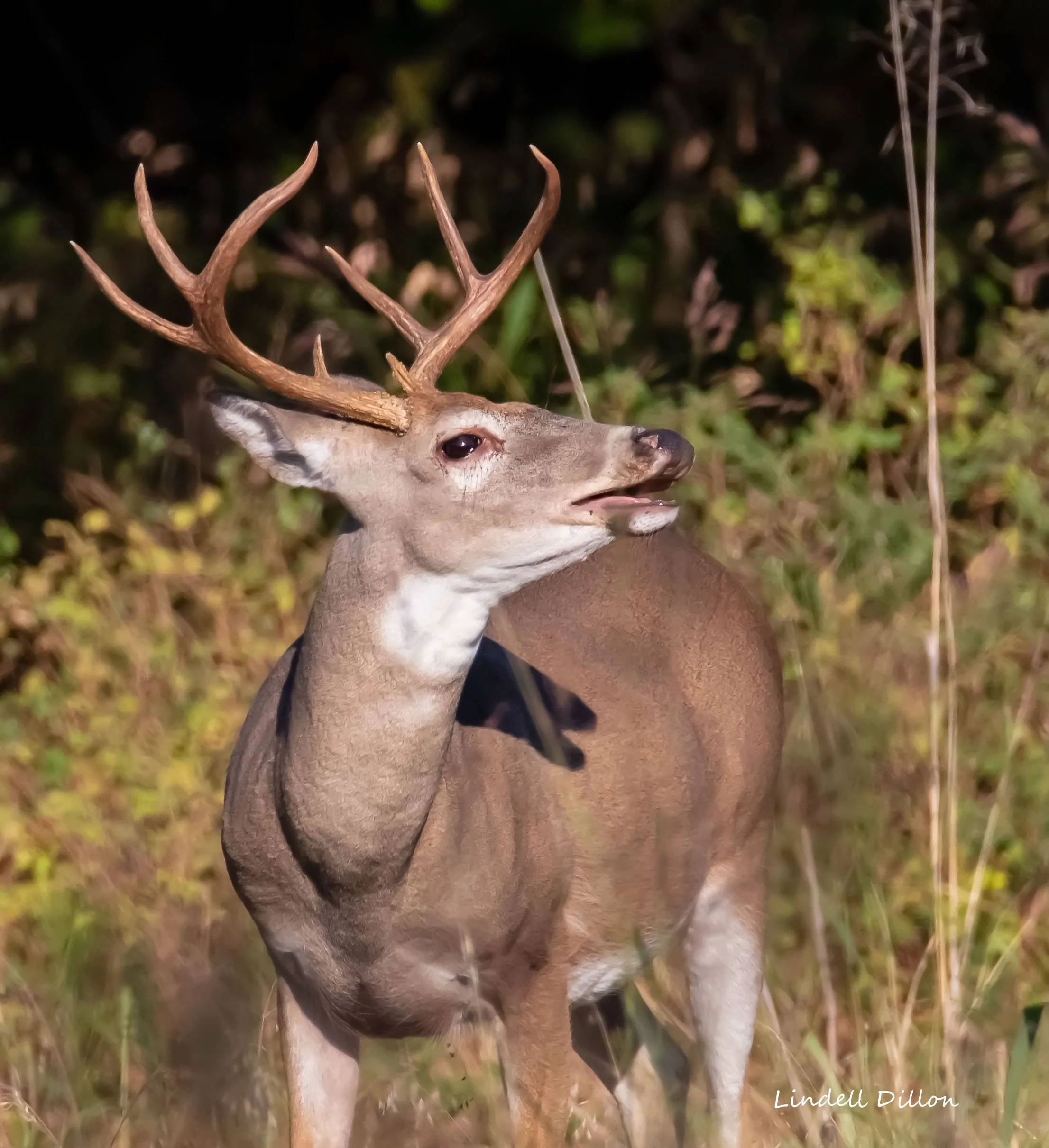 Ford Bronco Sport Post the best photos you've got of your Bronco Sport 52395623633_e288db015c_o