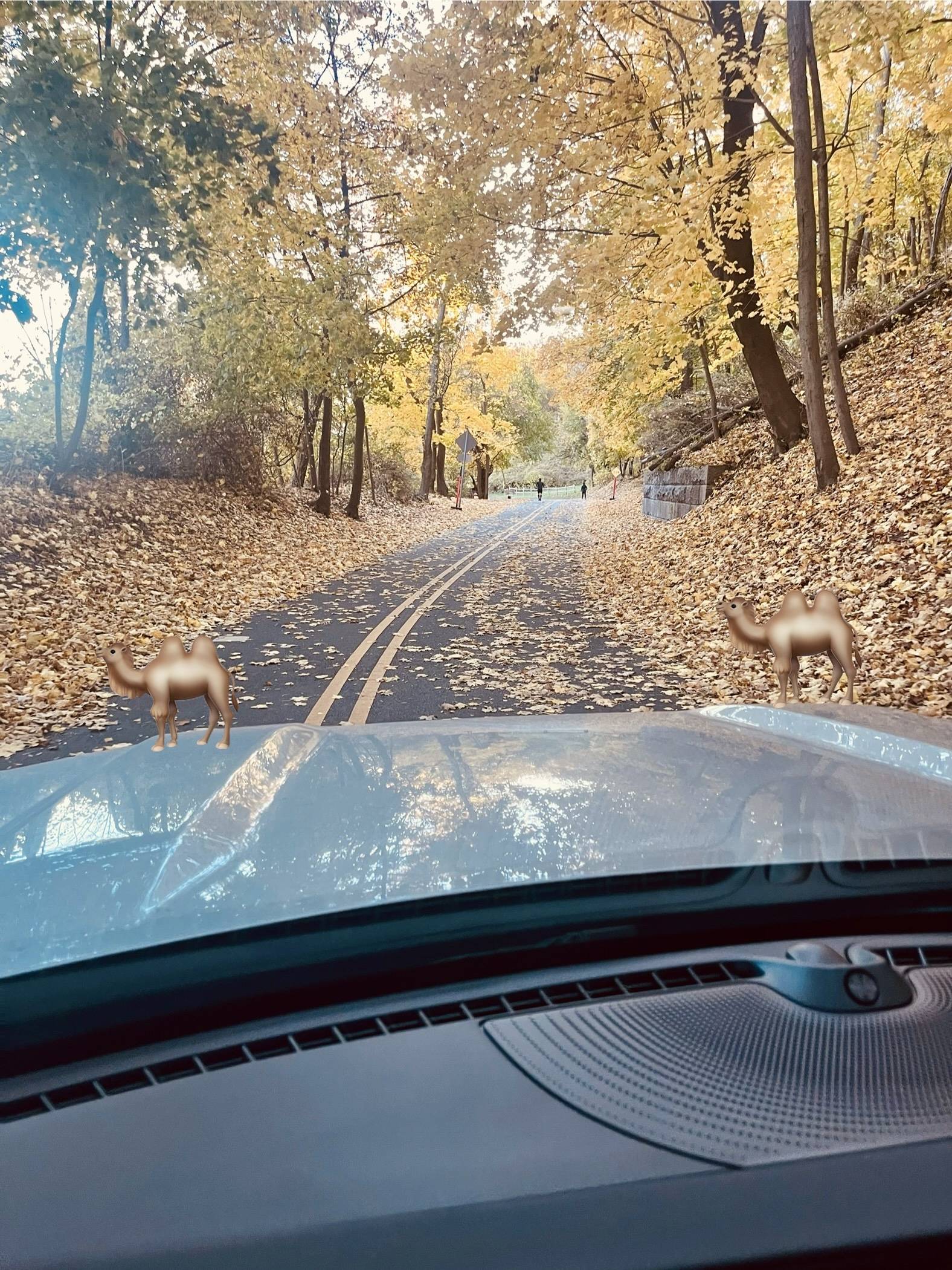 Ford Bronco Sport My Hump, My Hump, My Lovely BS Lumps… IMG_1390
