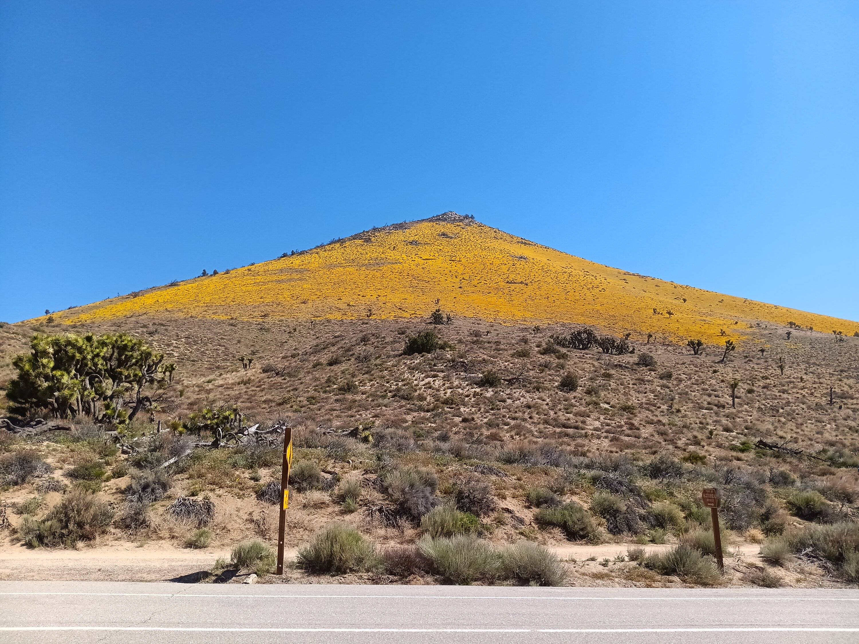 Ford Bronco Sport Birdwatching + Death Valley ghost towns 20240420_103639