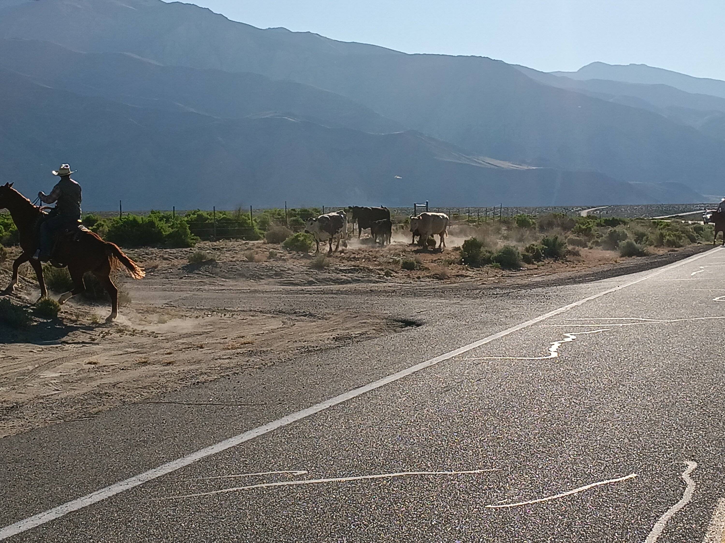 Ford Bronco Sport Birdwatching + Death Valley ghost towns 20240423_075744