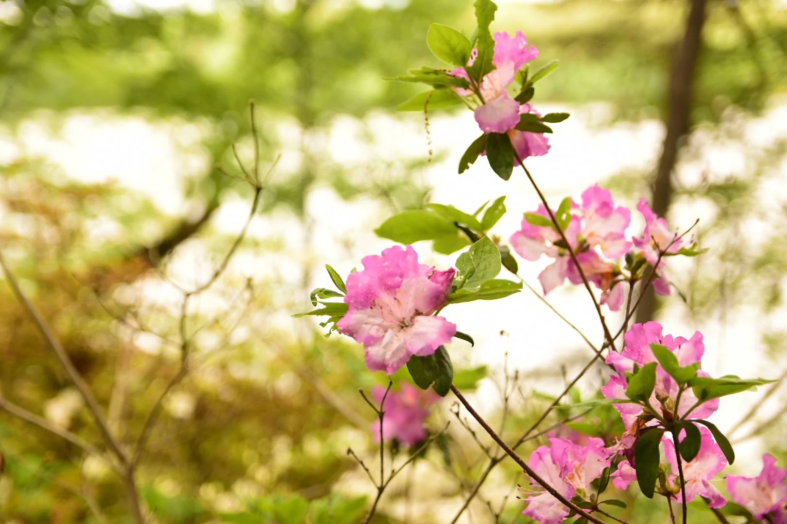 Ford Bronco Sport Brighton Dam Azalea Garden DSC_0142