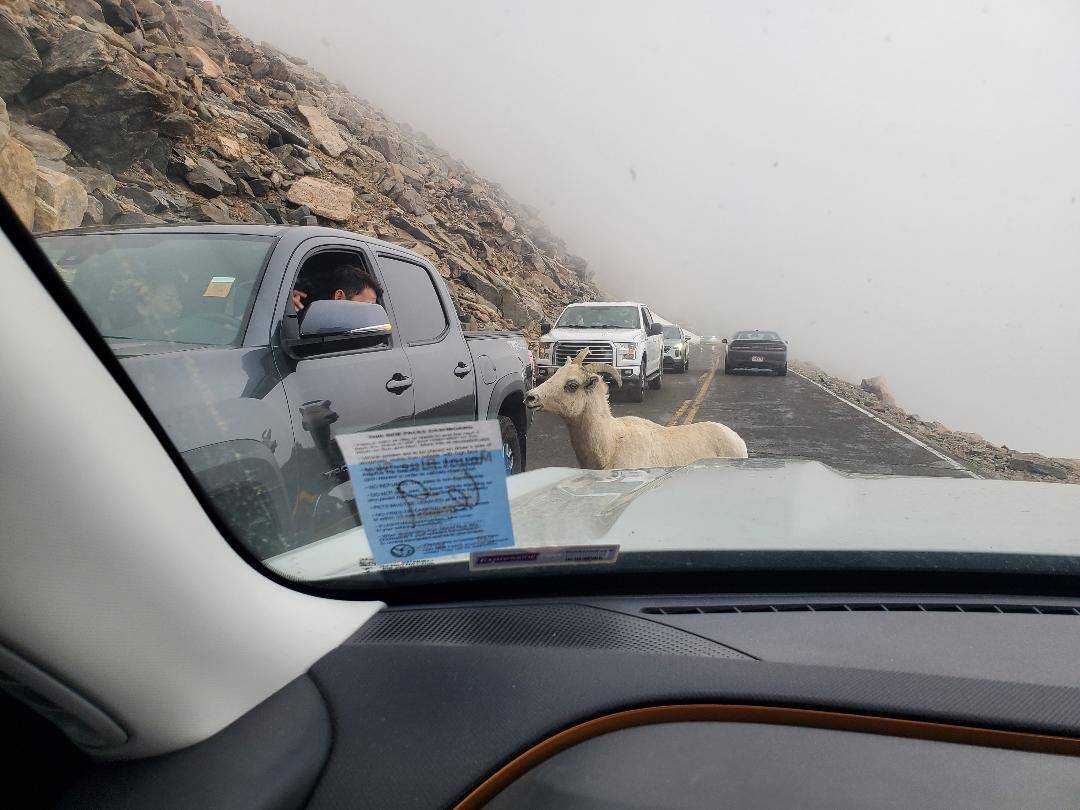 Ford Bronco Sport What did you do TO your Bronco Sport today? IMG_0094