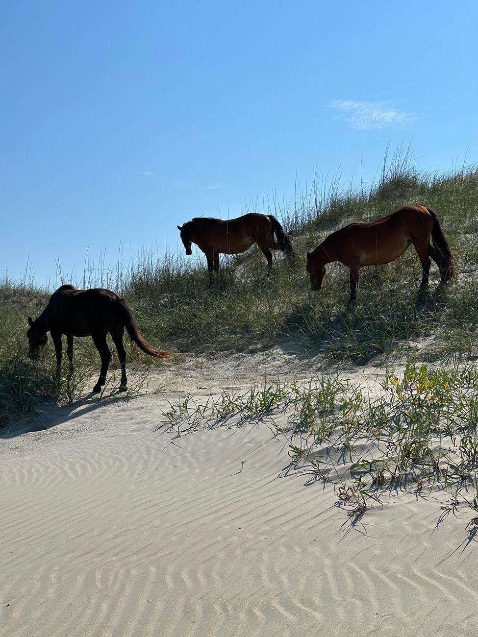 Ford Bronco Sport Outer Banks Trip IMG_8532