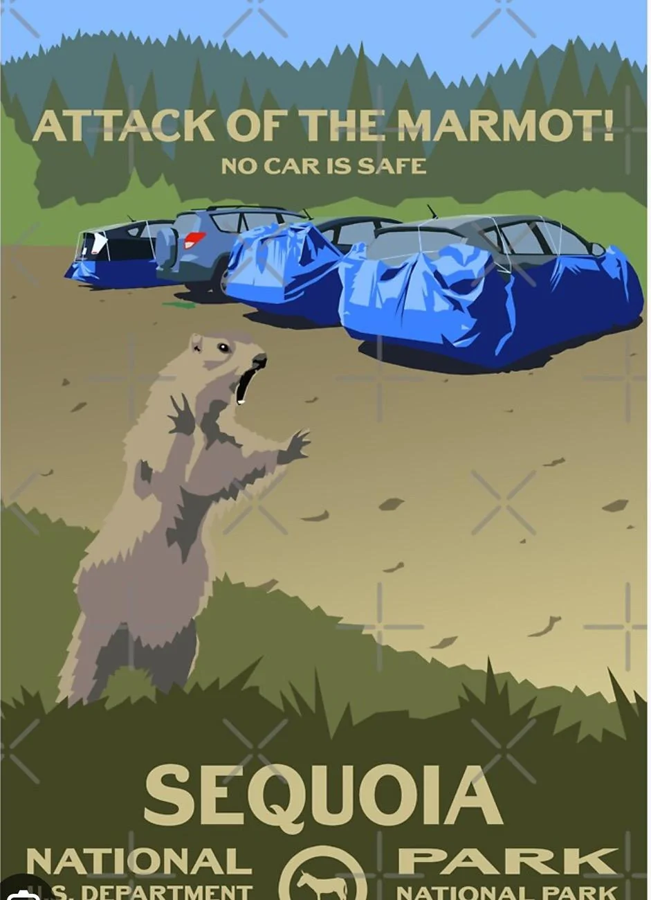 Ford Bronco Sport Mice above headliner? IMG_6561