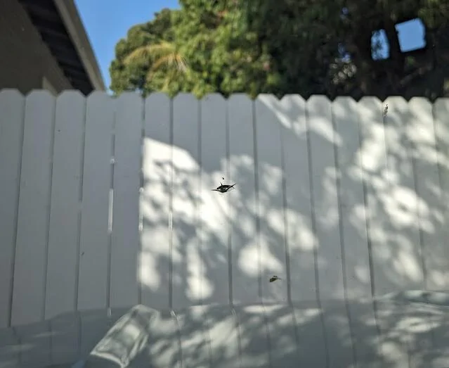 Ford Bronco Sport Joined the windshield ding club this weekend 1721751459275-y2