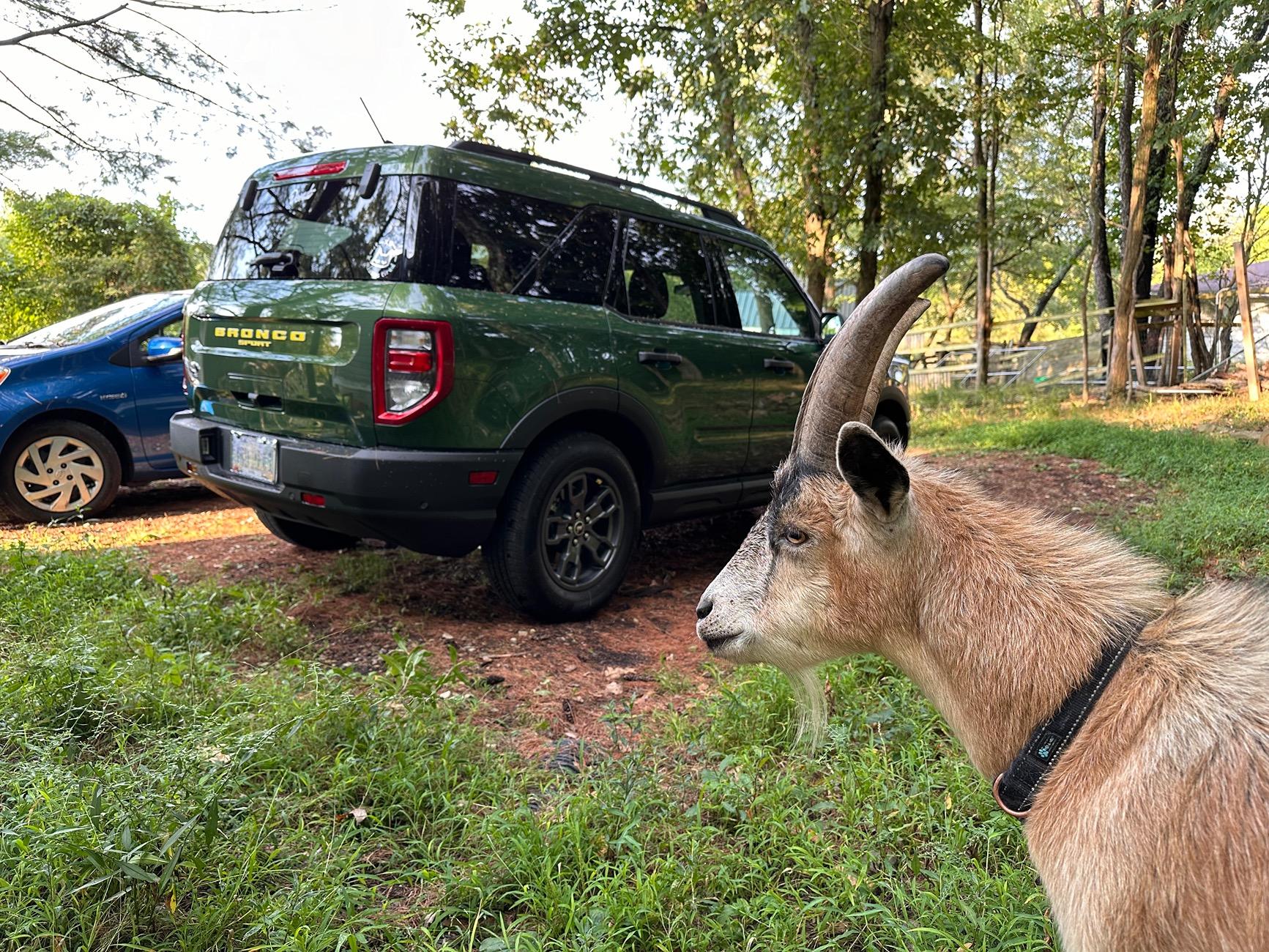 Ford Bronco Sport Animal vandalism IMG_3589