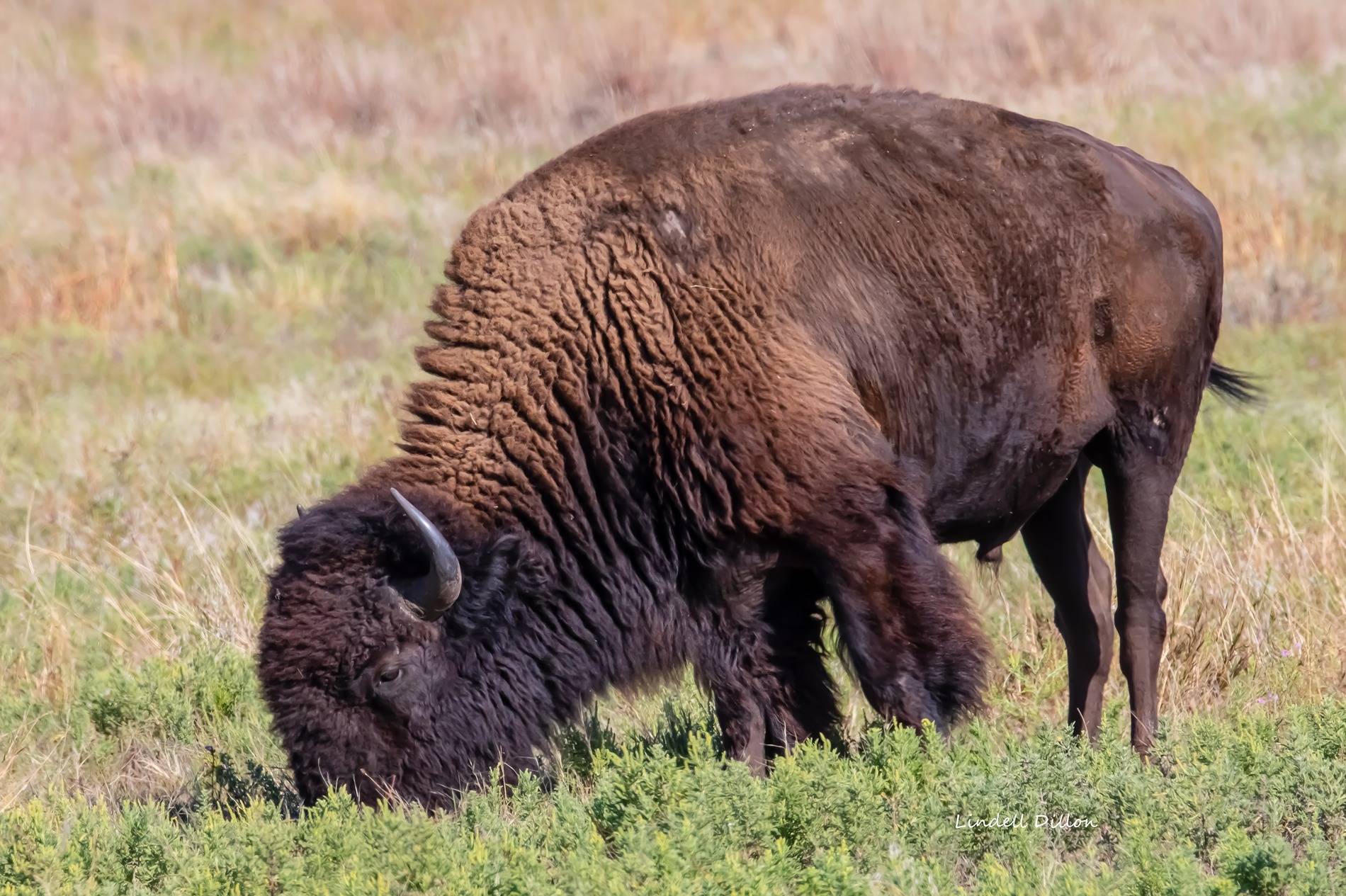 Ford Bronco Sport Post the best photos you've got of your Bronco Sport Wichitas 091