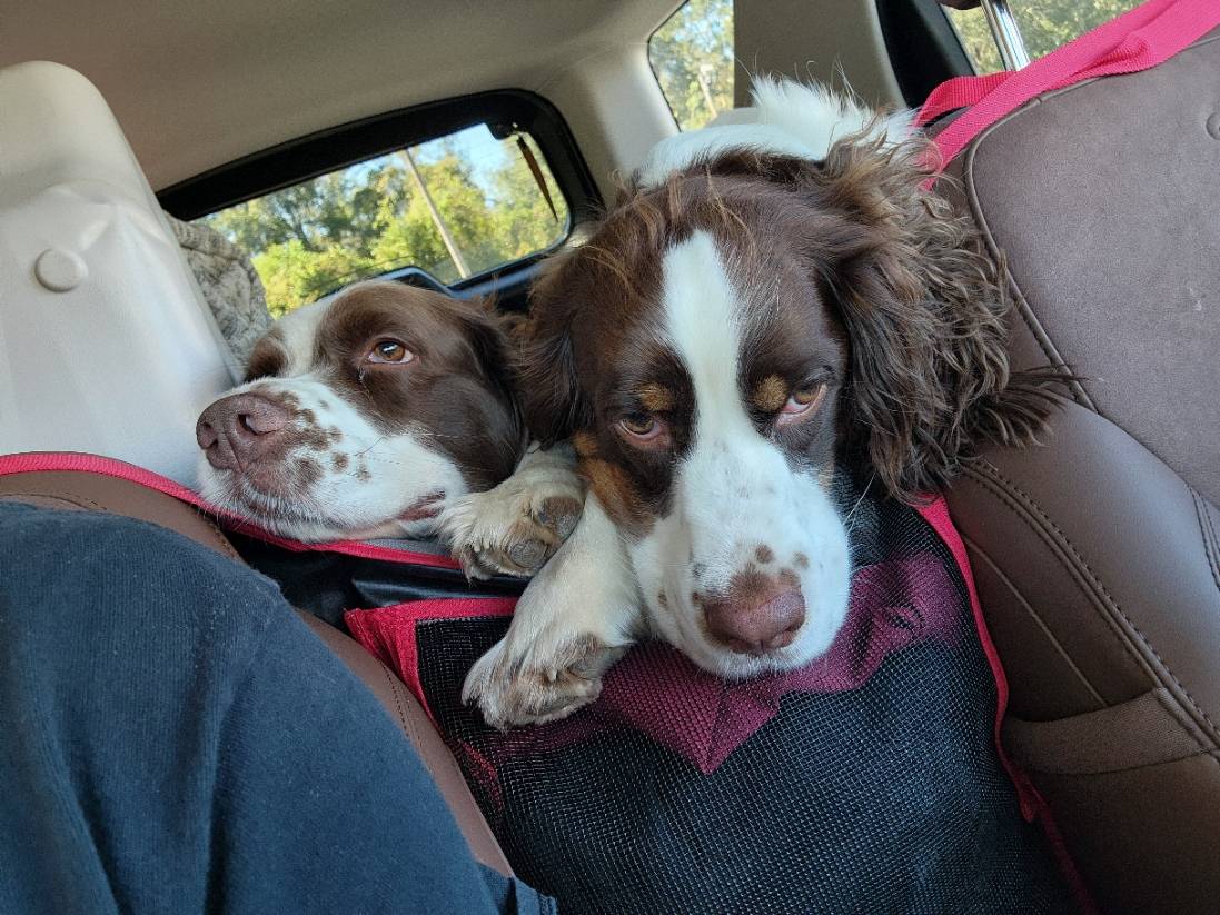 Ford Bronco Sport That's one way to break it in 20241017_142526