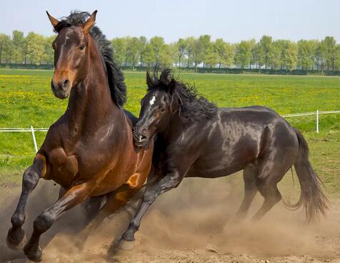 Ford Bronco Sport EMP protection 1732807380868-yk