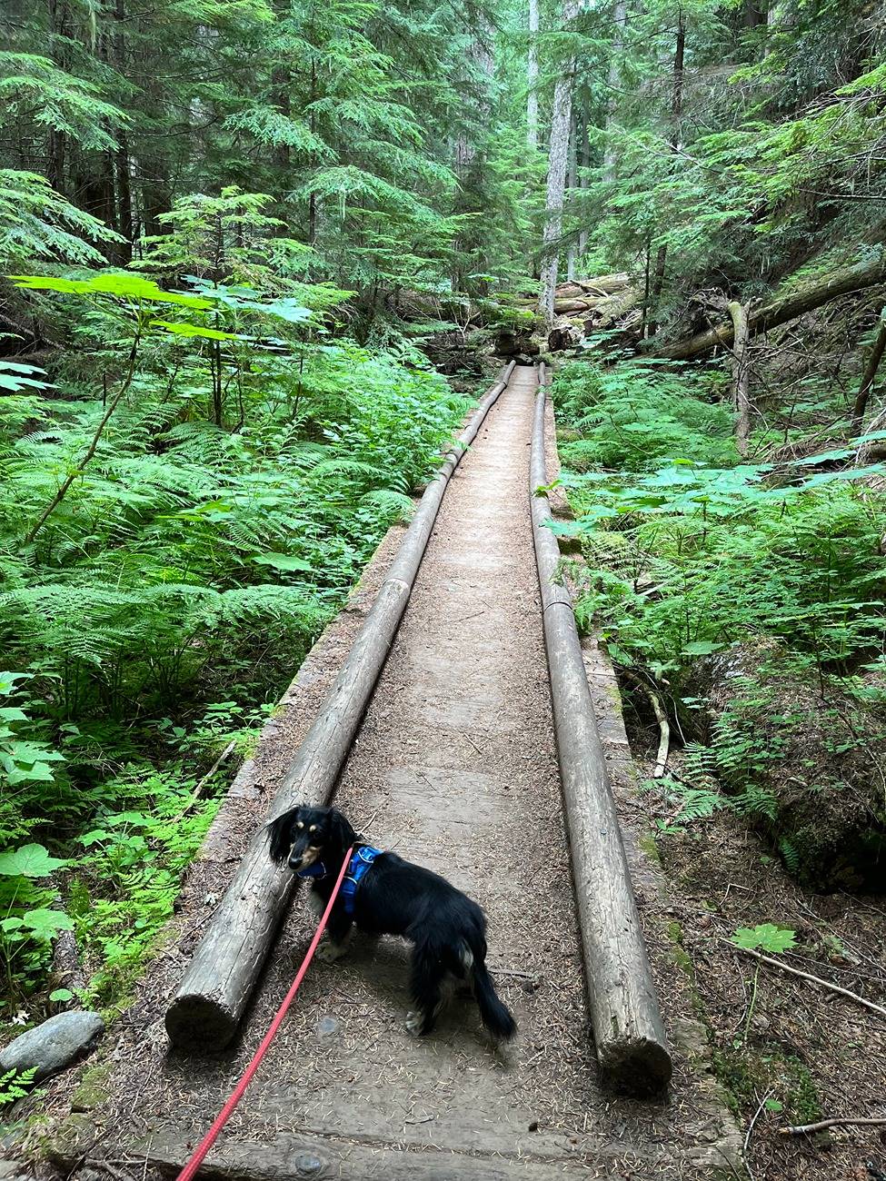Ford Bronco Sport Hiking Dog picture thread IMG_1410.JPG