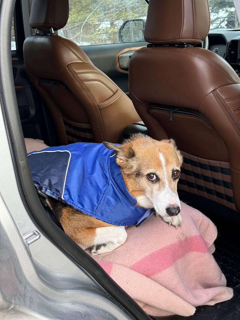 Ford Bronco Sport Hiking Dog picture thread 1738113181955-vv