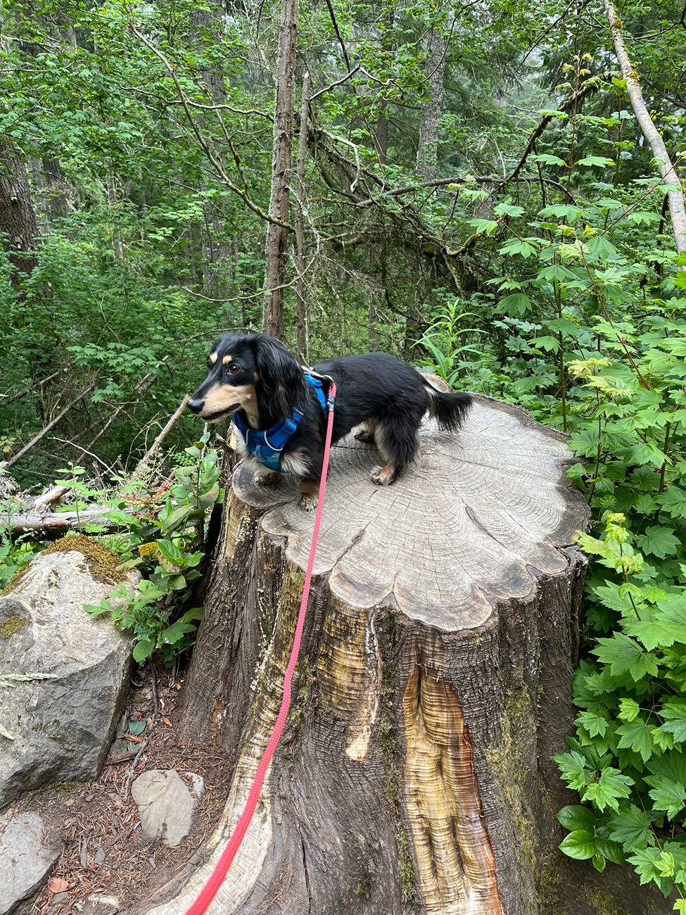 Ford Bronco Sport Hiking Dog picture thread IMG_1380.JPG