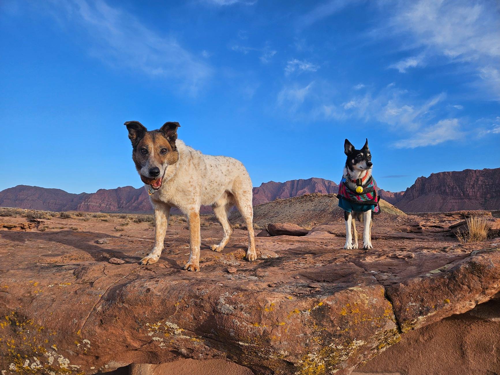 Ford Bronco Sport Hiking Dog picture thread 20250129_084251(0)