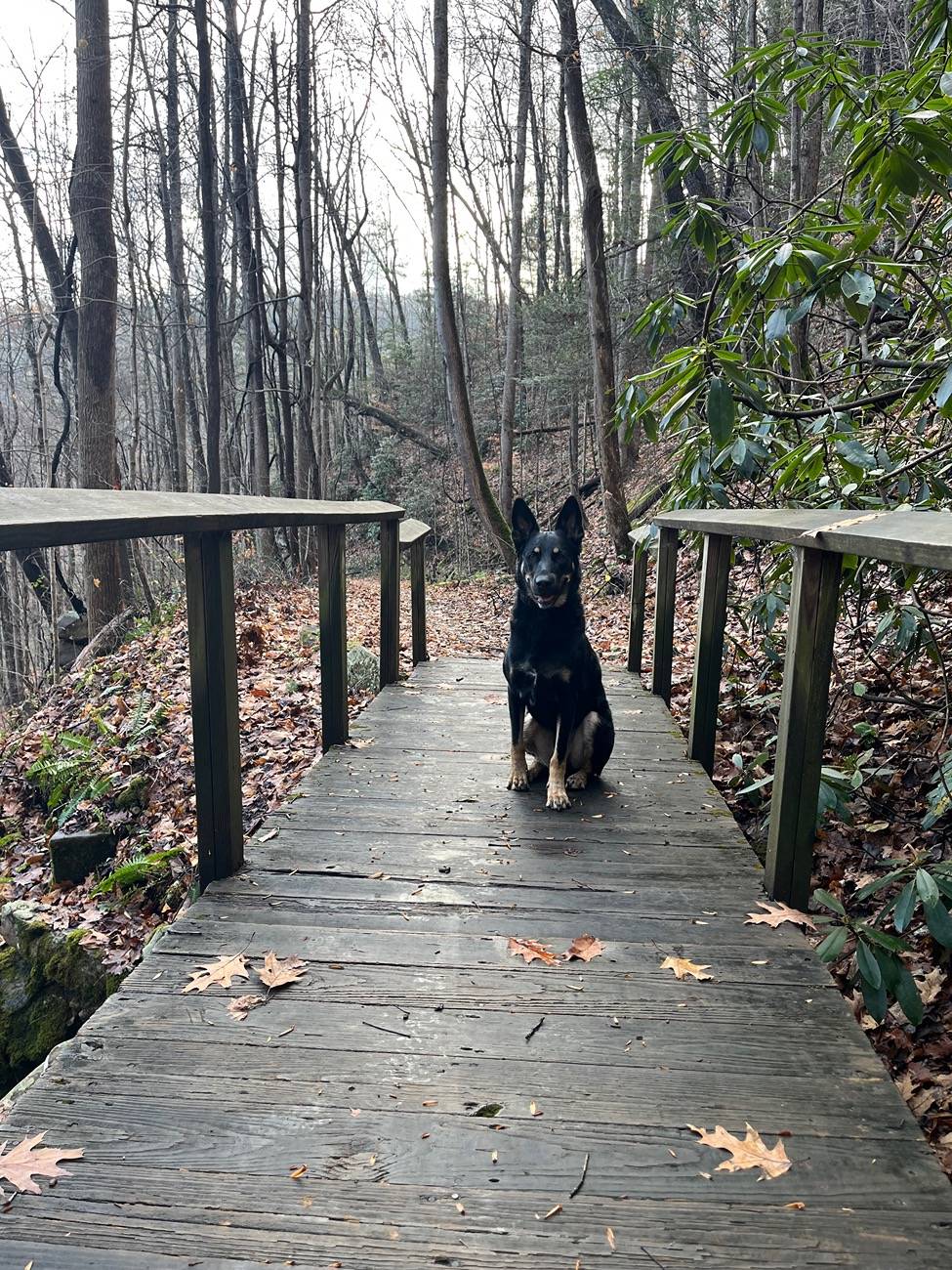 Ford Bronco Sport Hiking Dog picture thread IMG_7540