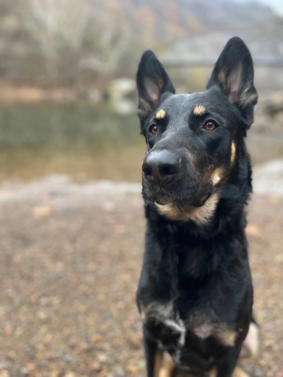 Ford Bronco Sport Hiking Dog picture thread IMG_7561