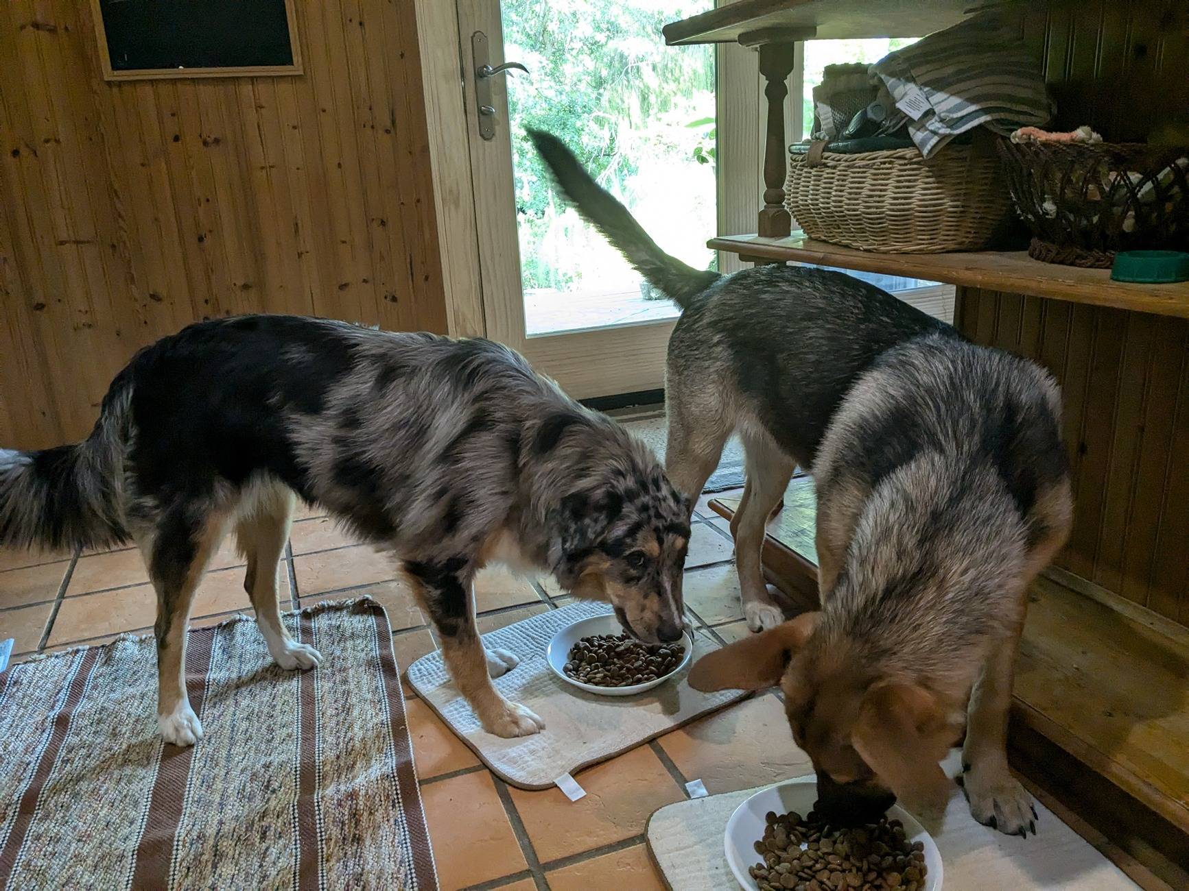 Ford Bronco Sport Hiking Dog picture thread PXL_20240710_213849218