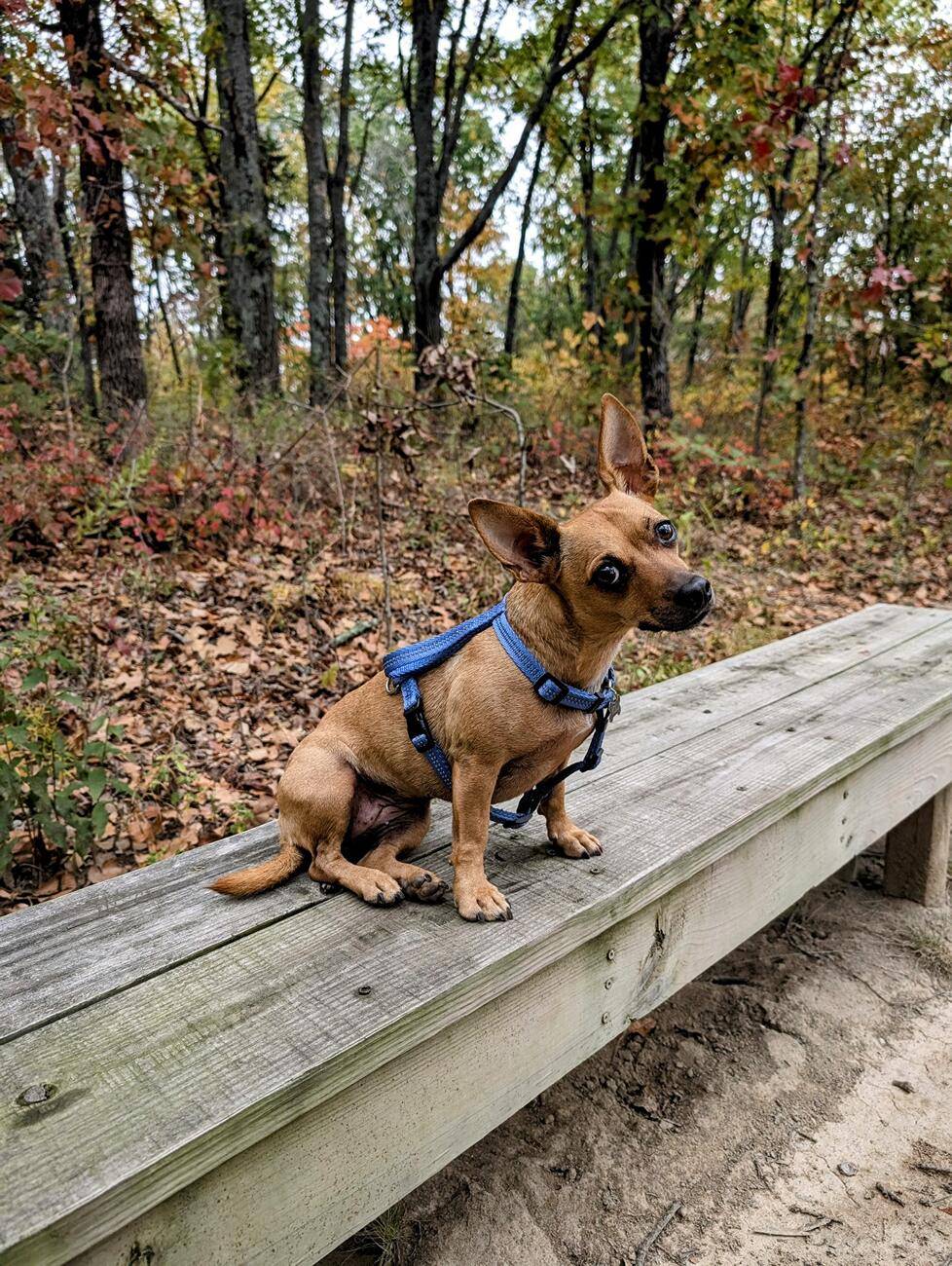 Ford Bronco Sport Hiking Dog picture thread 1738175904886-8a