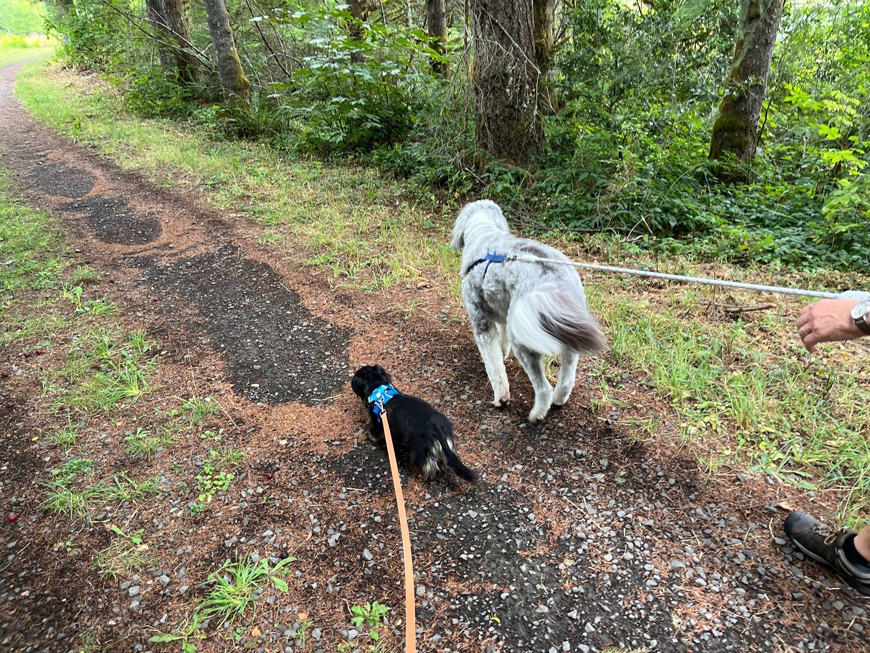 Ford Bronco Sport Hiking Dog picture thread IMG_1594.JPG
