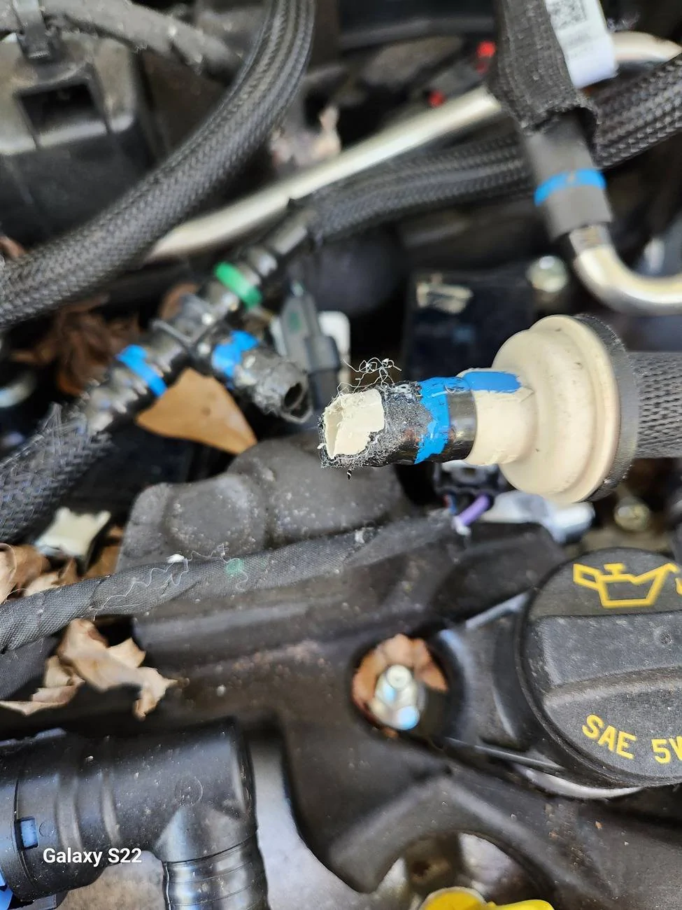 Ford Bronco Sport Critters Nesting in 2024 BS Big Bend 20250305_102924